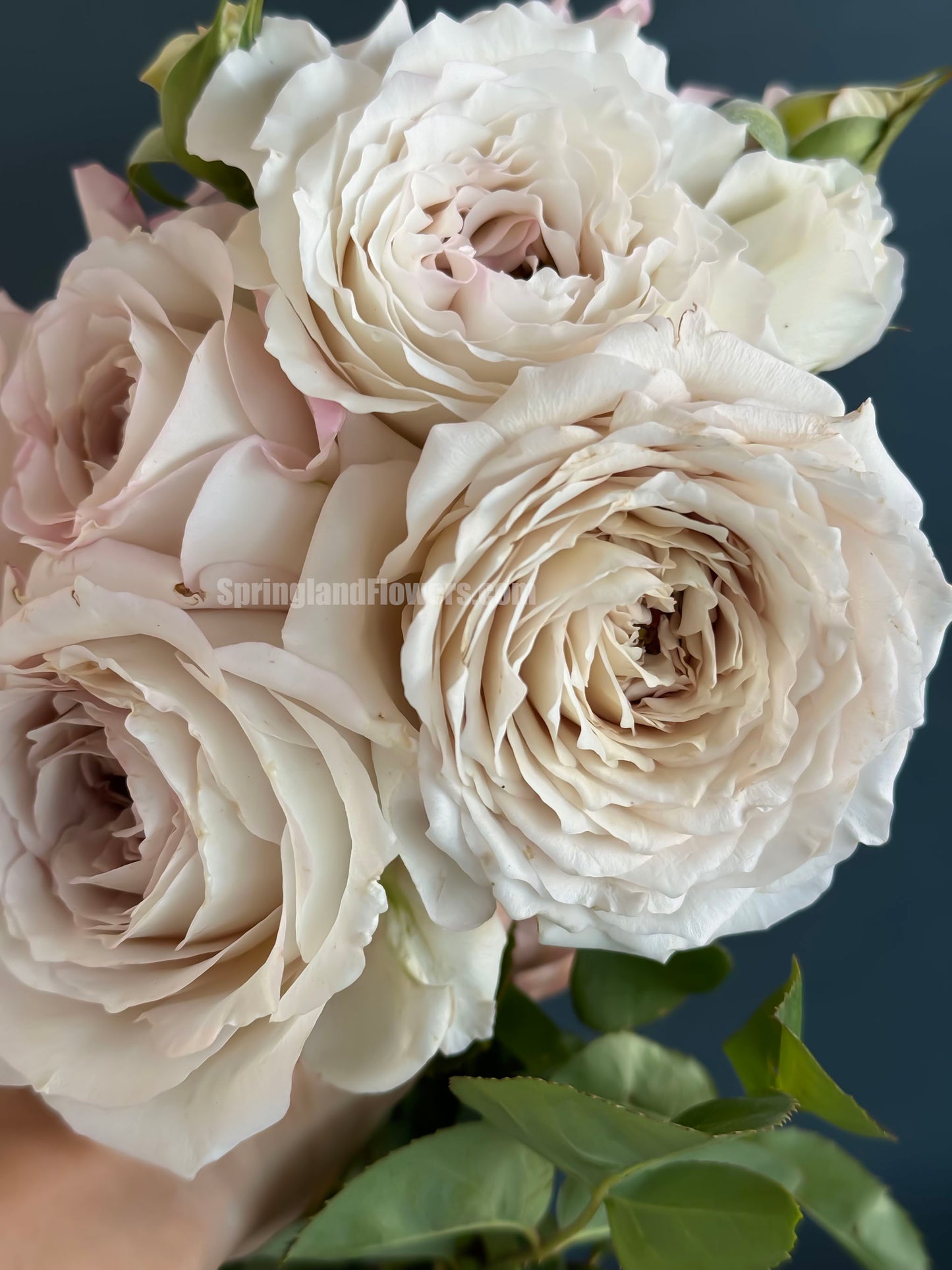 #SPJ178,Milky Pearl 珍珠牛奶, Japanese Cutting Rose, Non-Grafted/Own Root.