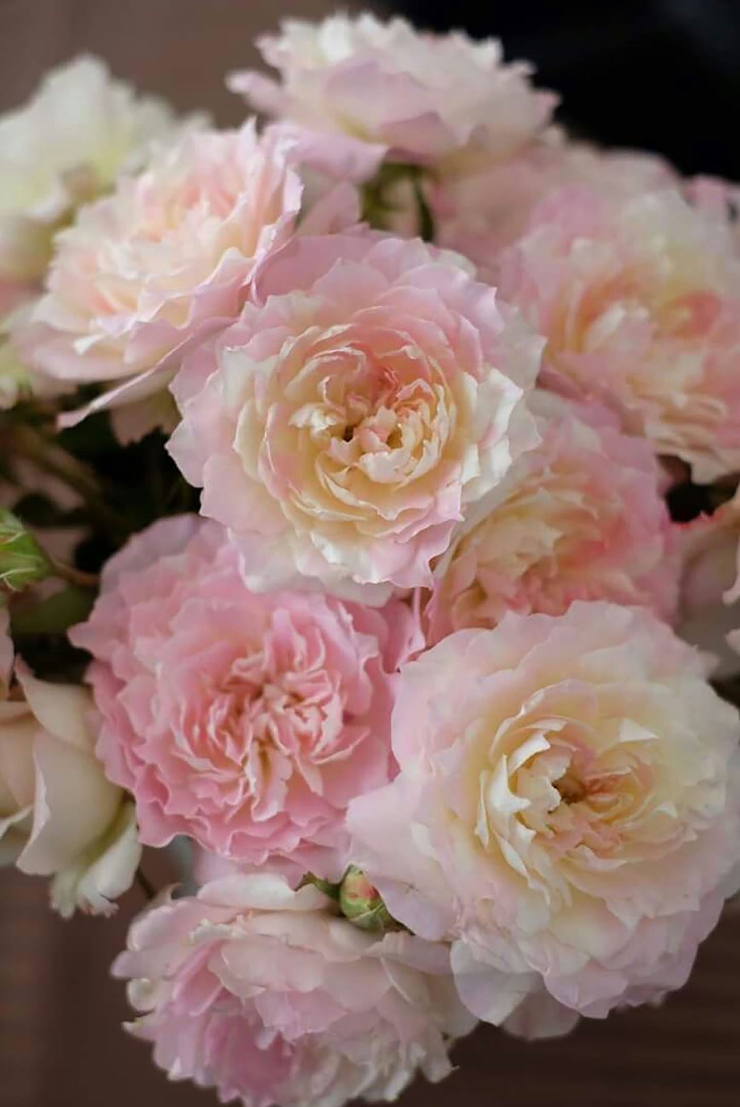 Mille Feuille 法式千层酥 ミルフィーユ ,Japanese Shrub Rose , Repeat Blooming,Non-Grafted/Own Root.