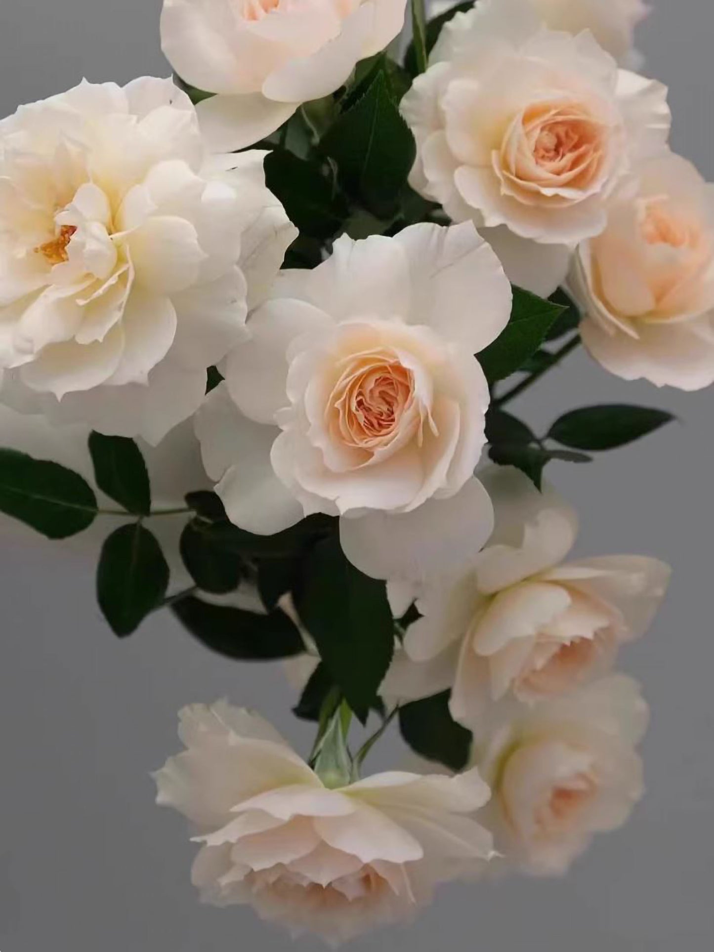 Royal Diva/Opera Queen 皇家迪瓦/歌剧皇后,Shrub Rose, Non-Grafted/Own Root.