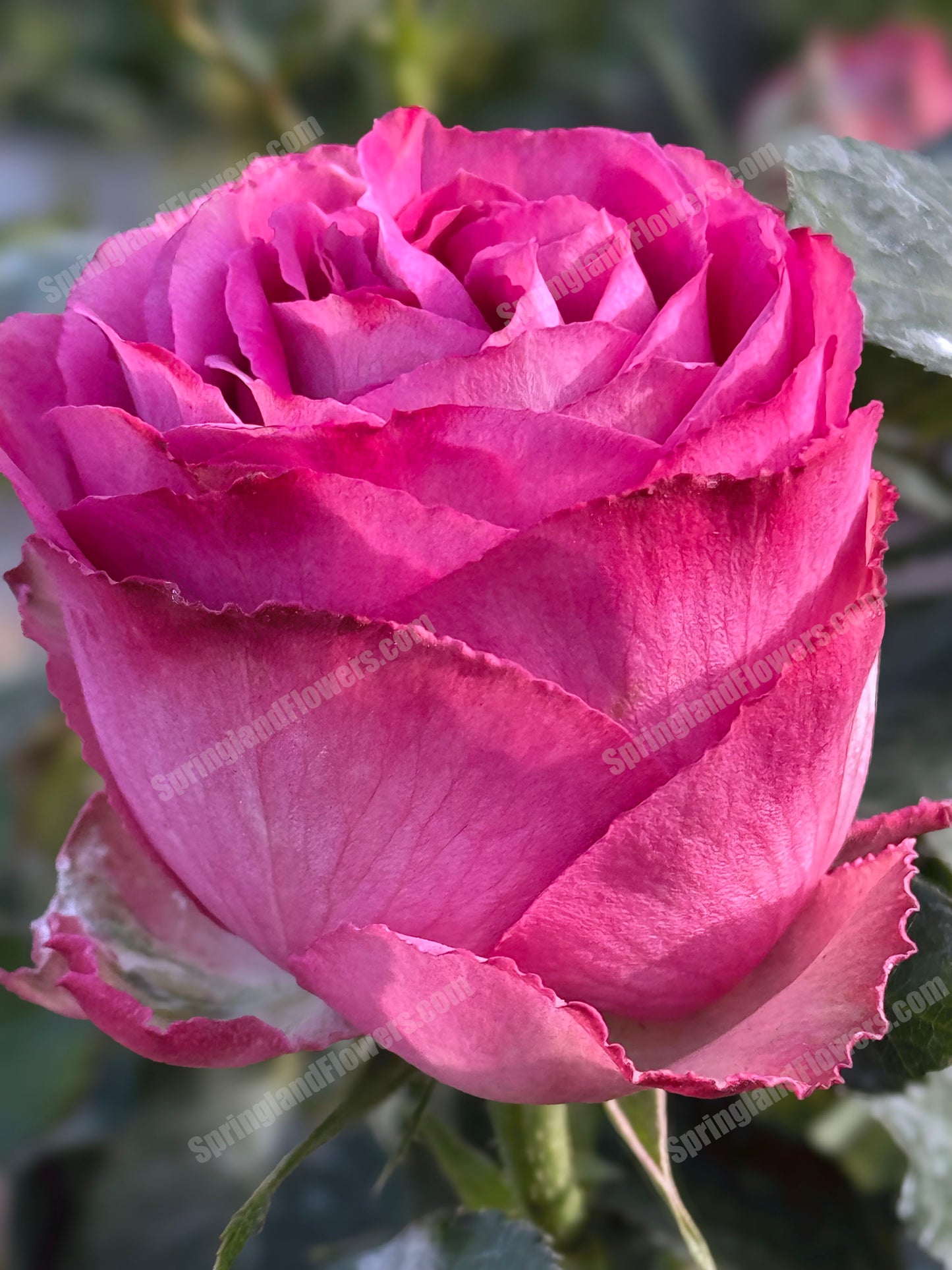 #SPN088,Extremely Similar to Lavender Lace 薰衣草蕾丝, Florist Shrub Rose, Non-Grafted/Own Root.