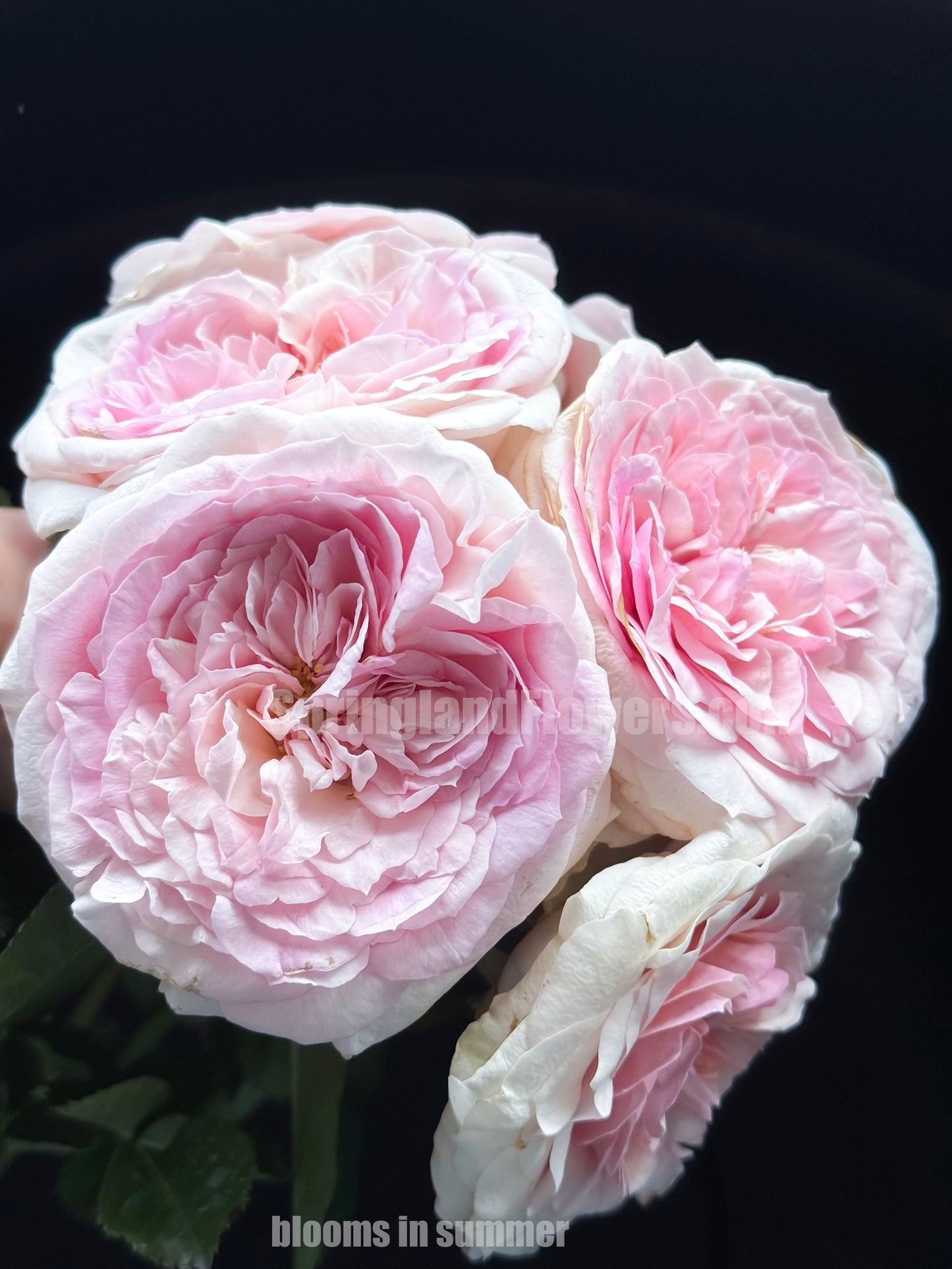#SPN042,J'adore 真我, Floribunda, Florists Rose. Heat-tolerant, disease-resistant, Non-Grafted/Own Root.