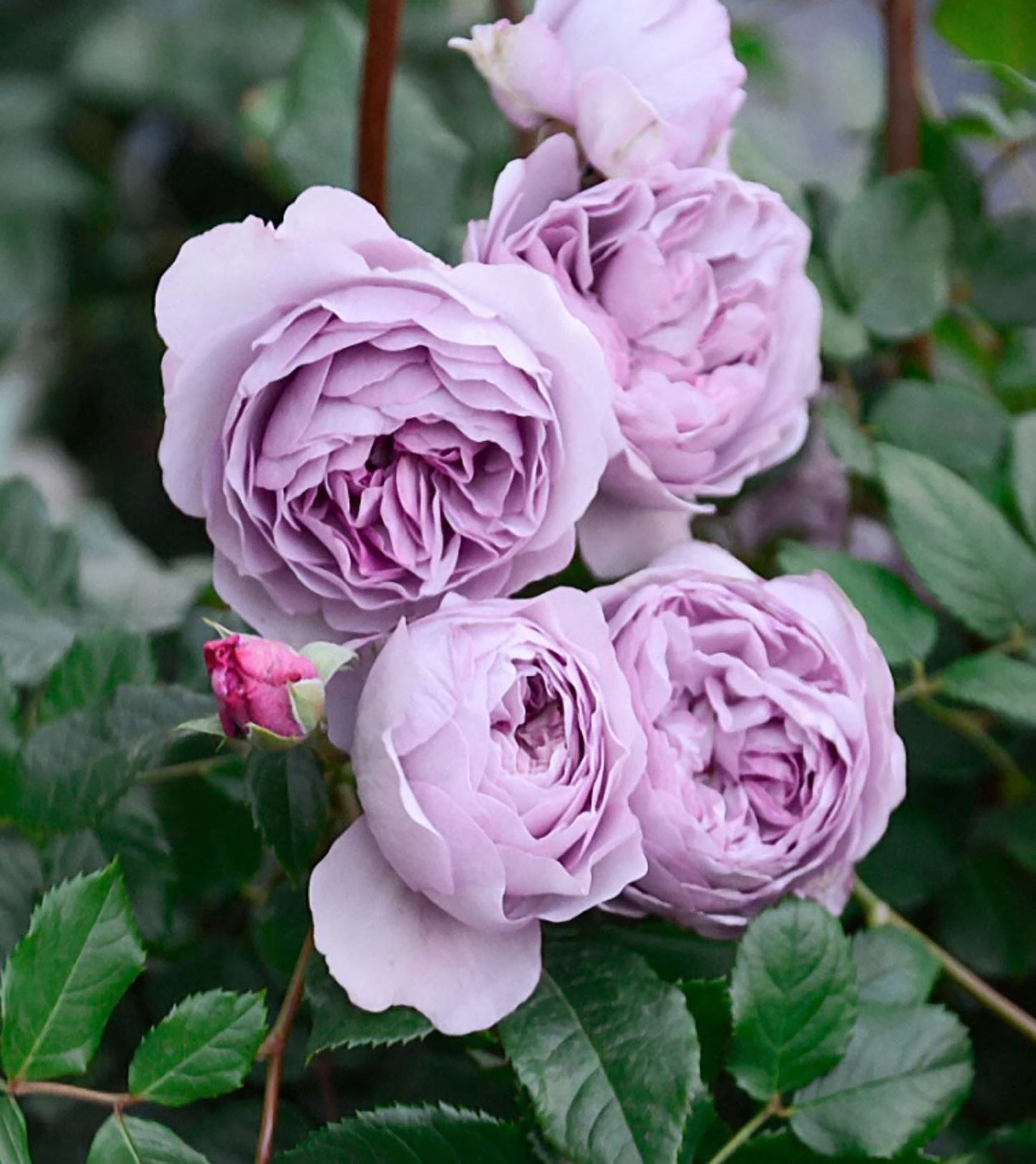 #SPJ108, Lavender Bouquet 薰衣草花环, Japanese Climbing Rose, Thornless, Non-Grafted/Own Root.