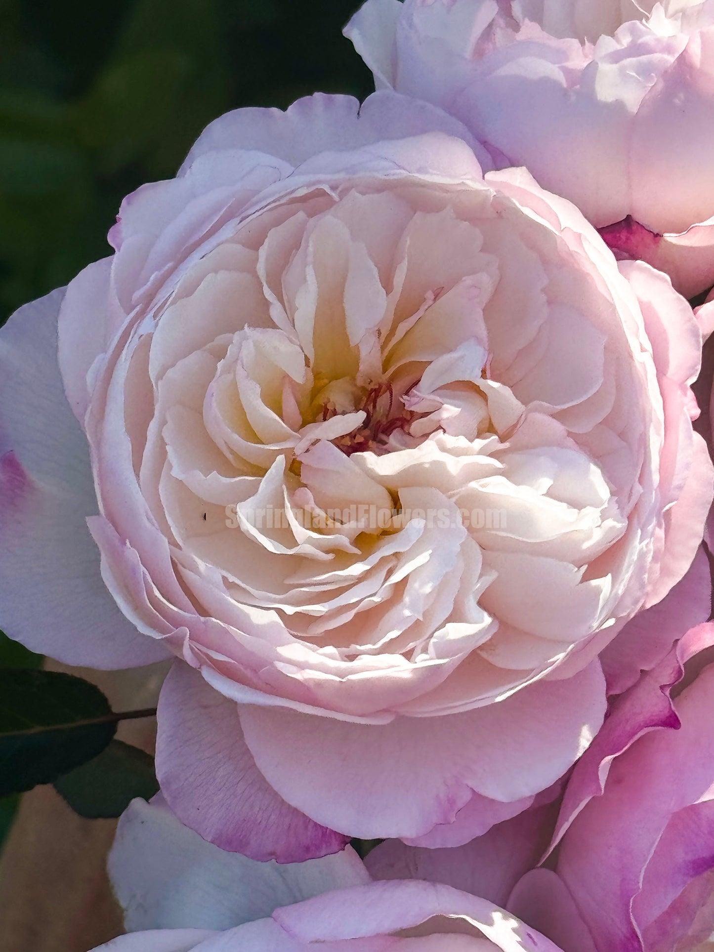 #SPJ095,Savon 肥皂,Japanese Shub Rose, Non-Grafted/Own Root.