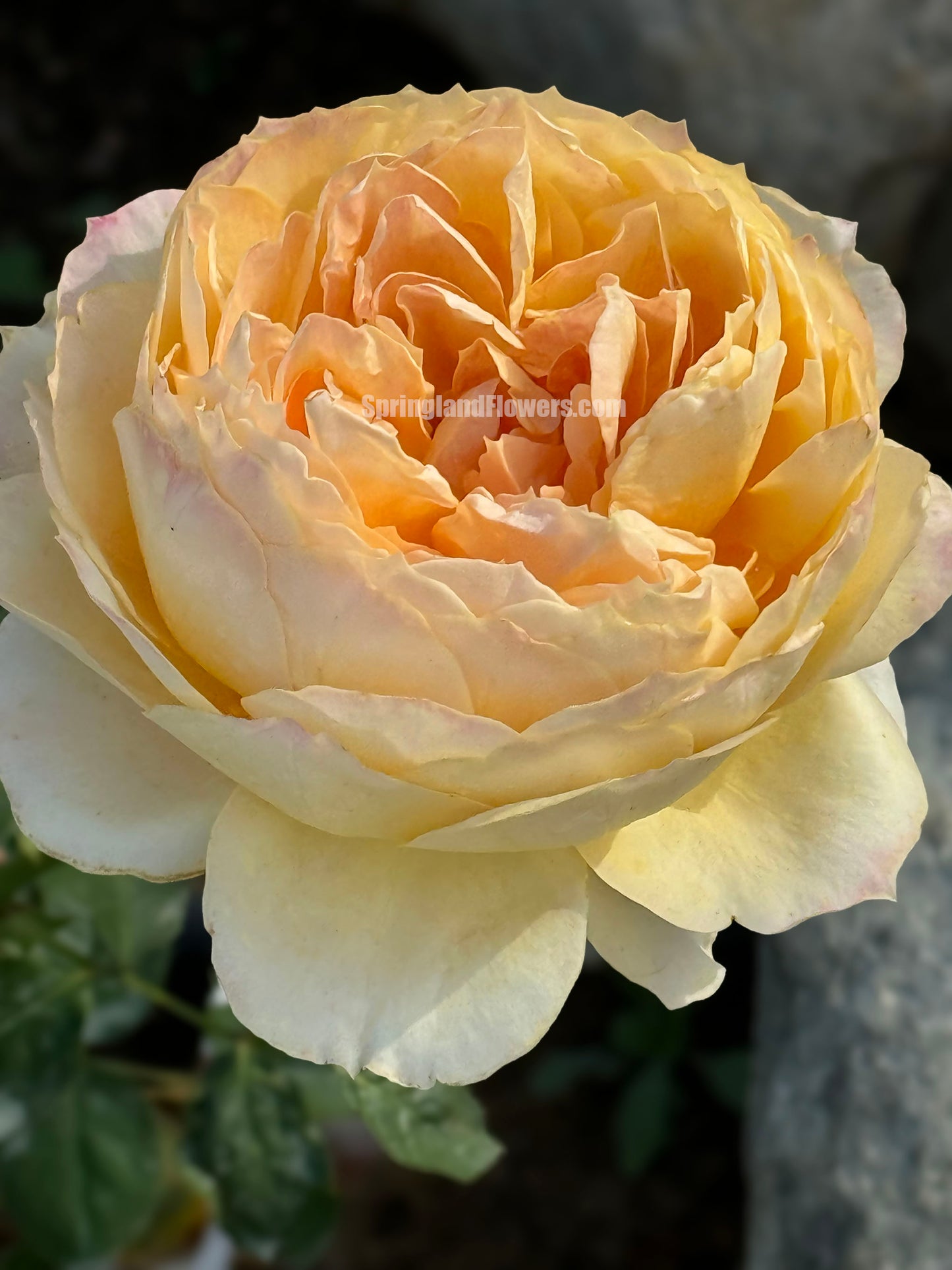 #SPG017 , Caramel Antike 焦糖古董, German Florist Shrub Rose, Non-Grafted/Own Root.