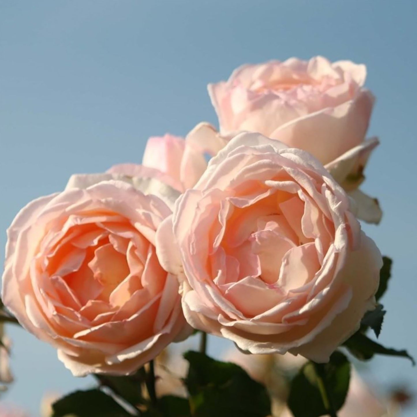 #SPJ077, extremely similar to Kaoruno 熏乃, Japanese Floribunda Rose, Strong fragrance. Non-Grafted/Own Root.