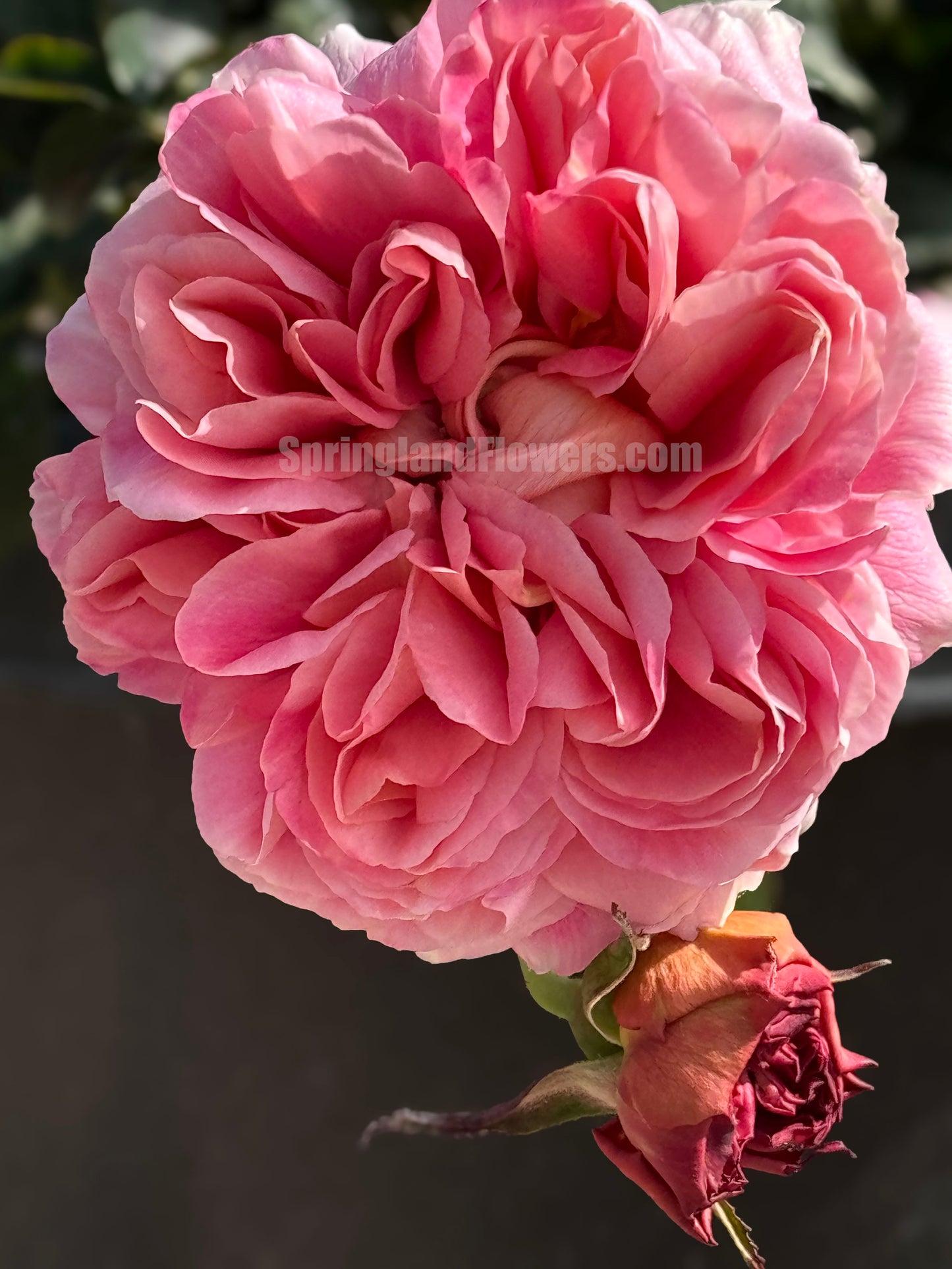 #SPJ094 ,Sunset Blush 羞颜, Japanese Florist Shrub Rose,Non-Grafted/Own Root.