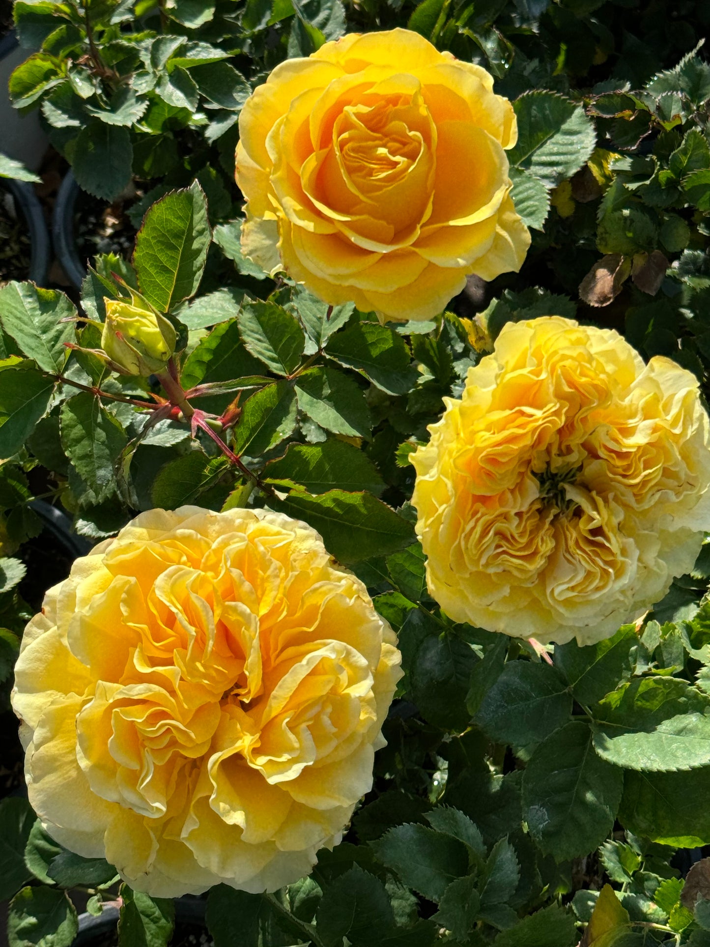 #SPJ068,extremely similar to Shell 贝壳, Japanese Shrub Rose, Large, Long Single-Flower Period, Non-Grafted/Own Root.