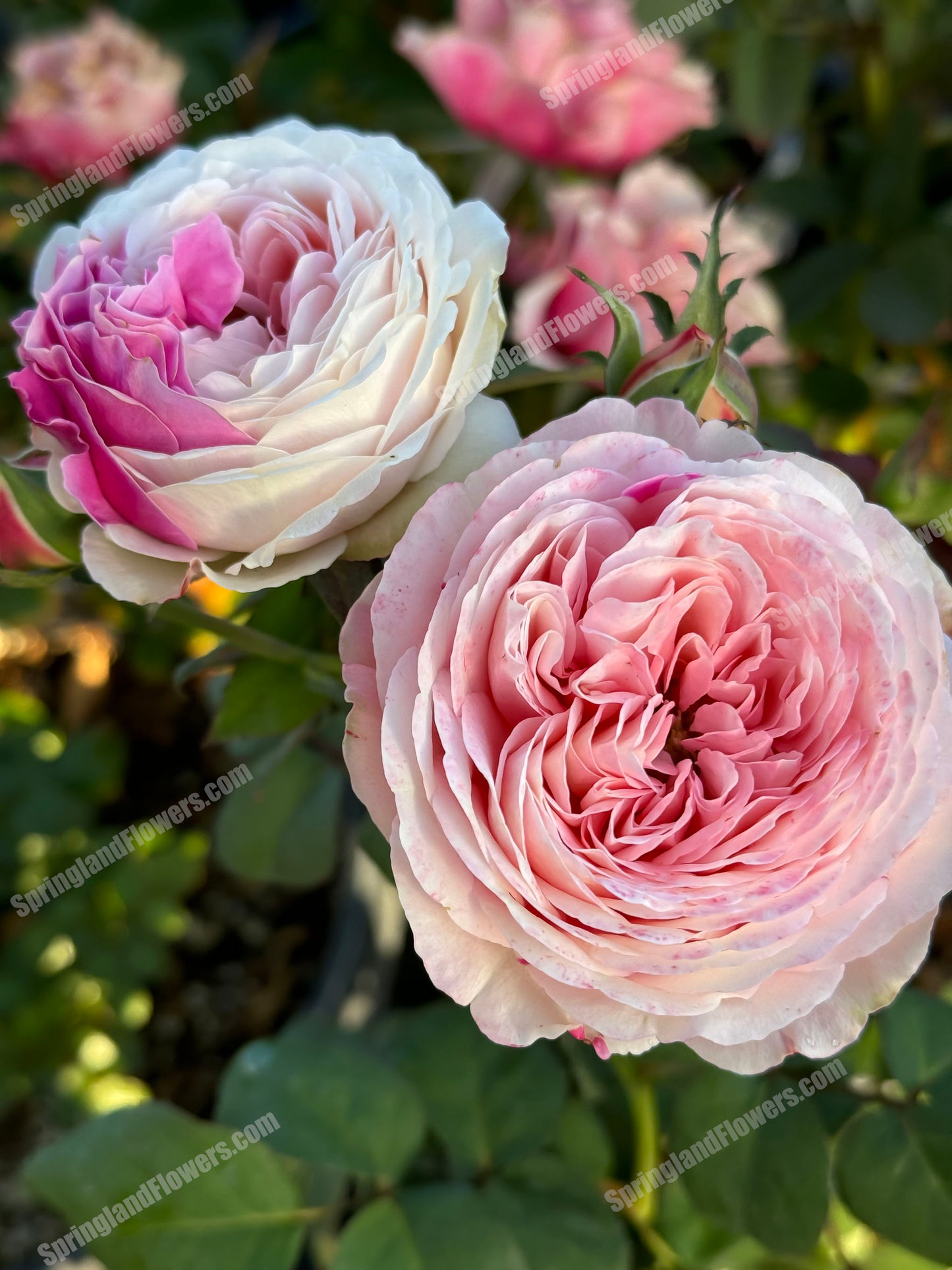 #SPJ166, Tamaki 环, Japanese Shrub Rose,Non-Grafted/Own Root.