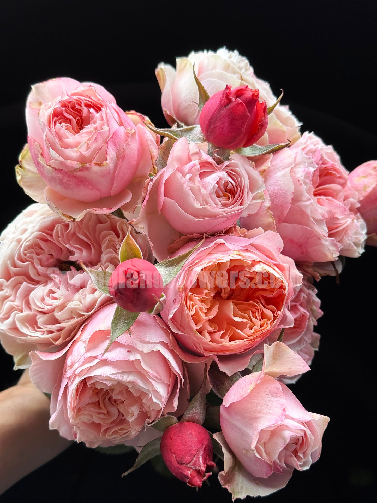 #SPN150, Vuvuzela 温柔珊瑚心,Shrub Rose,Non-Grafted/Own Root.