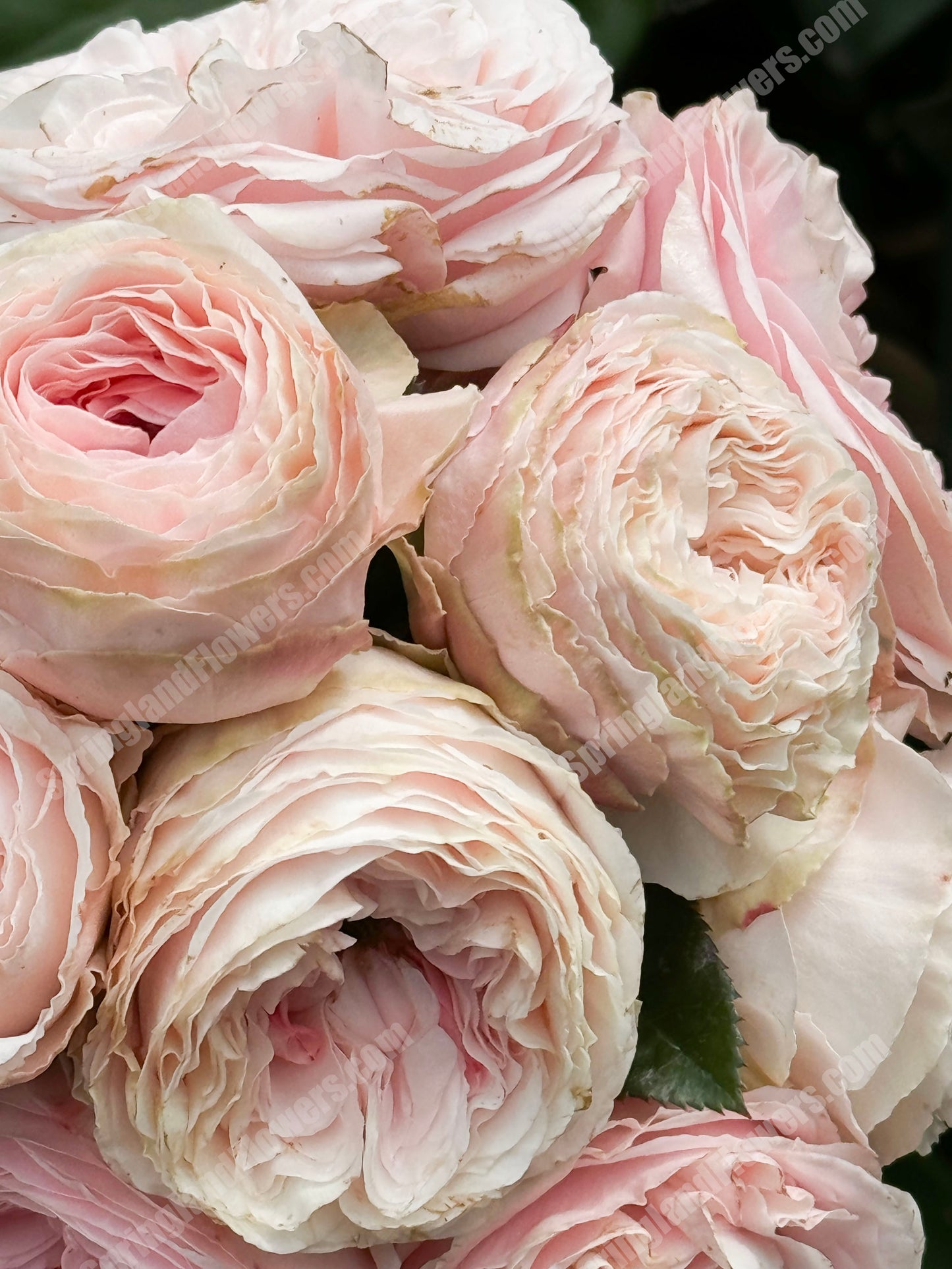 M-Pink Moon 粉月亮,Japases Floribunda Rose, Florists Rose. Thornless, Heat-tolerant, disease-resistant, Non-Grafted/Own Root.