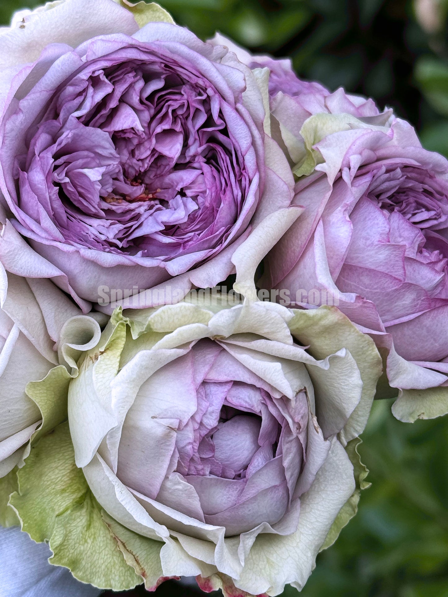 #SPJ048,extremely similar to Coffret 首饰盒, Japanese Shrub Rose,Heat Resistant, Non-Grafted/Own Root.