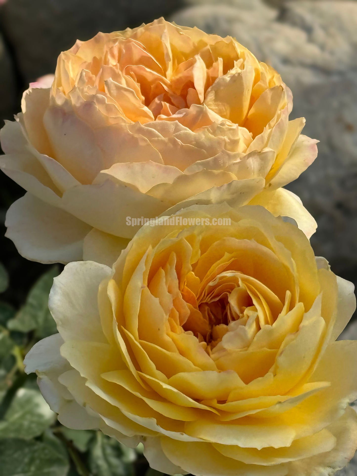 #SPG017 , Caramel Antike 焦糖古董, German Florist Shrub Rose, Non-Grafted/Own Root.