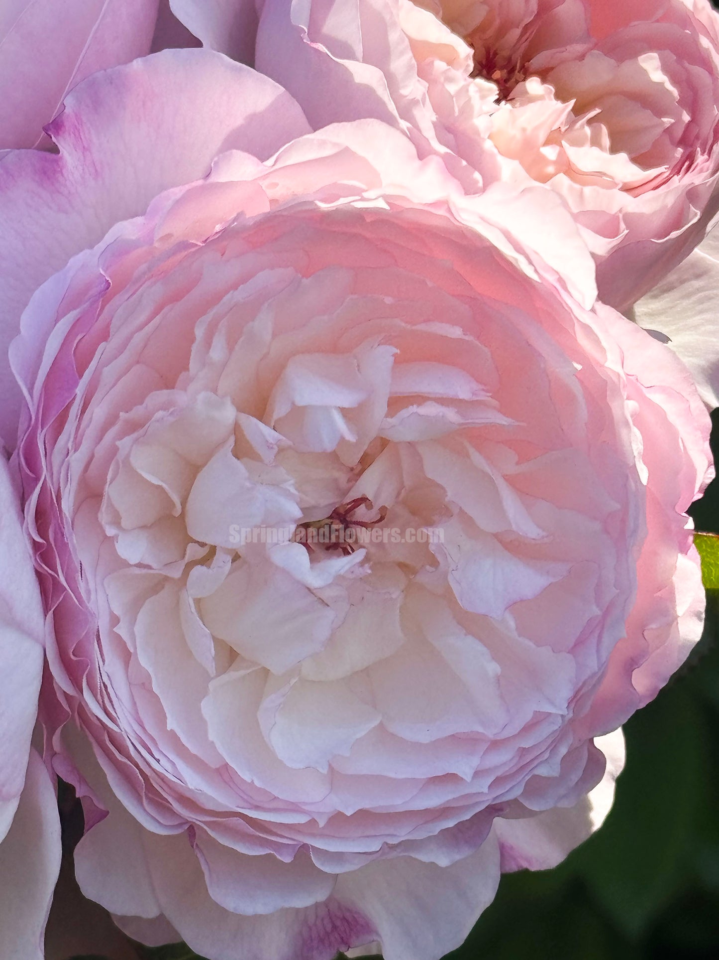 #SPJ095,Savon 肥皂,Japanese Shub Rose, Non-Grafted/Own Root.