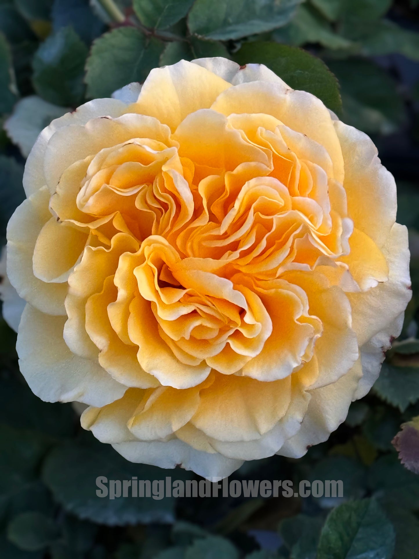 #SPJ068,extremely similar to Shell 贝壳, Japanese Shrub Rose, Large, Long Single-Flower Period, Non-Grafted/Own Root.