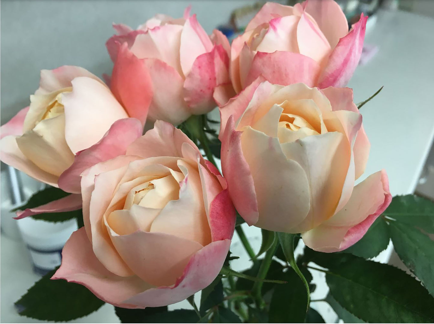 #SPJ030, Chance Pom 苹果运气, Japanese Florist Shrub Rose, Non-Grafted/Own Root.