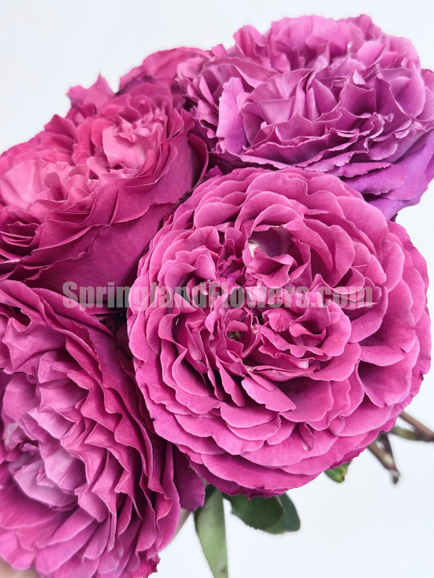 #SPJ104, Yves Jardin Parfumé 伊芙芳香花园,Japanese Shrub Rose, Robust Old Rose Fragrance, Non-Grafted/Own Root.