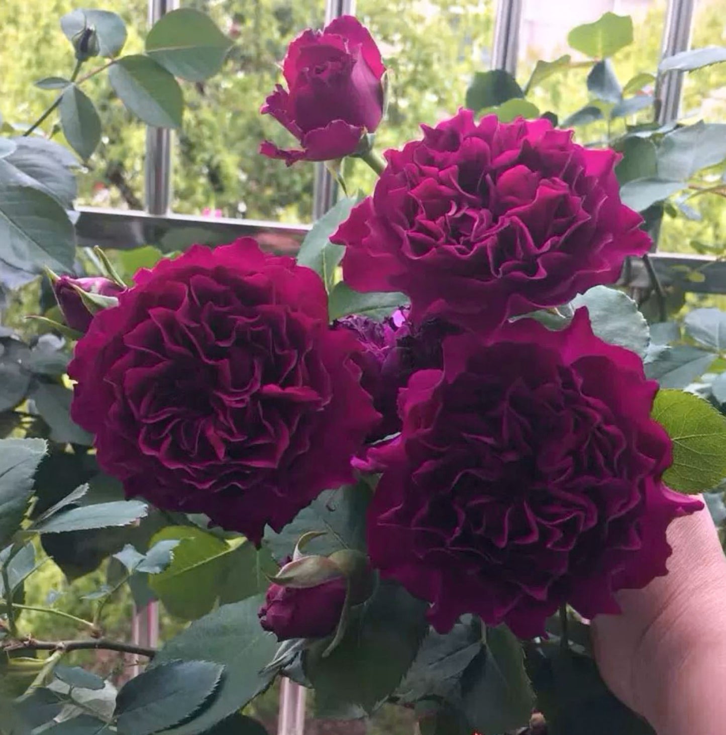 #SPJ148,Velvety Twilight 暮光之城,Japanese Floribunda Rose, Non-Grafted/Own Root.