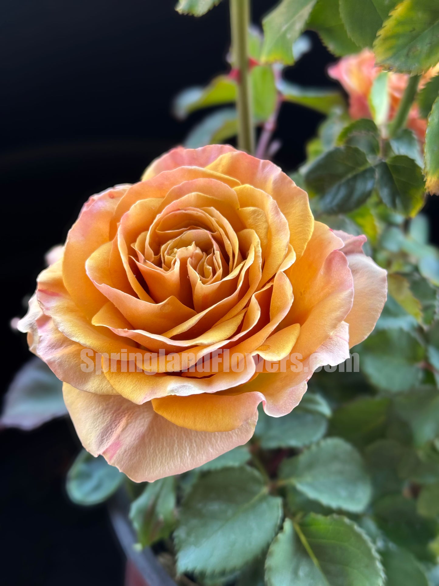 #SPJ185,Pine Dream 松之梦 ,Japanese Shrub Rose, Non-Grafted/Own Root.