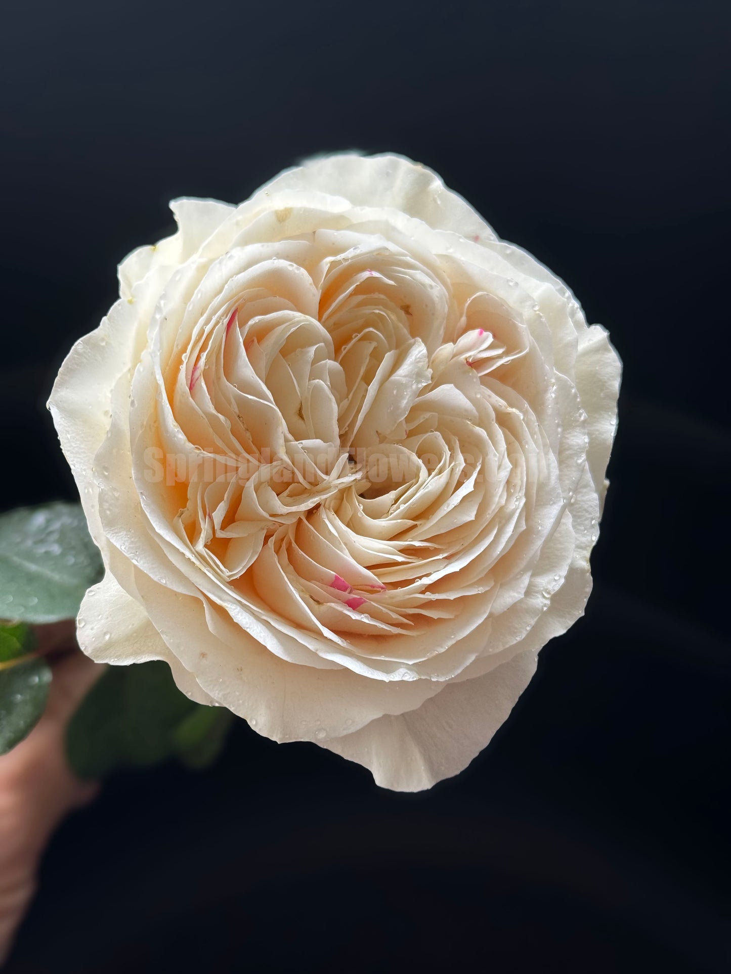 #SPJ165,Shiratama 白玉,Japanese Floribunda Rose.