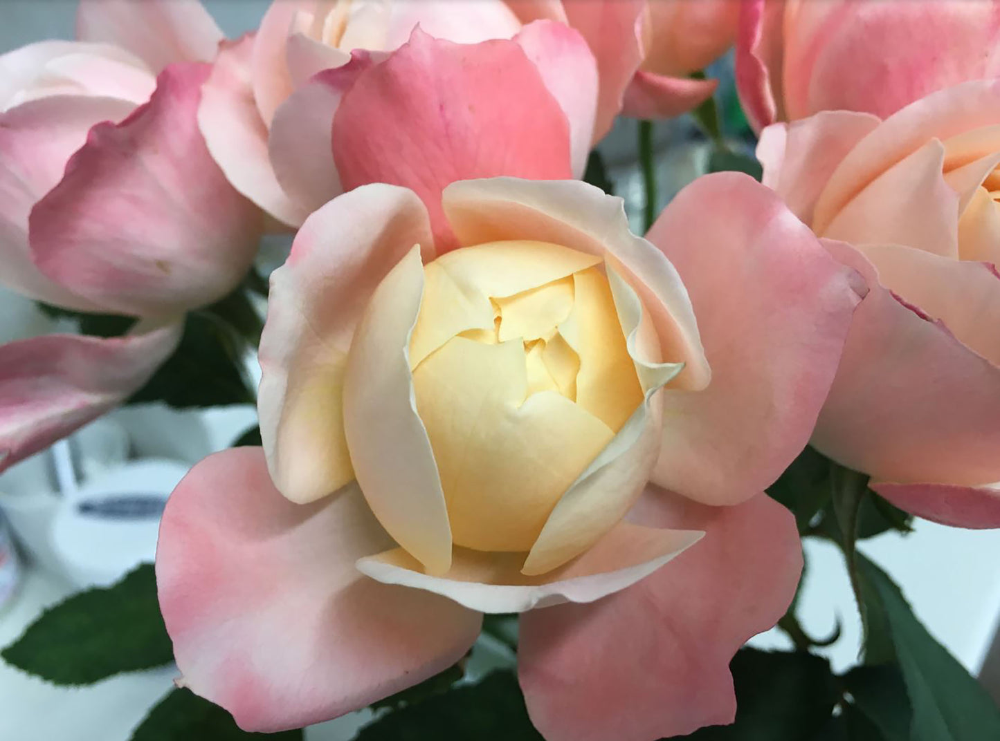 #SPJ030, Chance Pom 苹果运气, Japanese Florist Shrub Rose, Non-Grafted/Own Root.