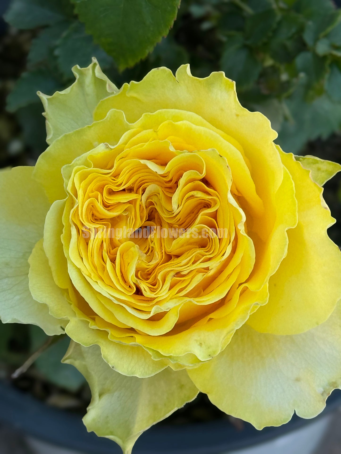 #SPJ068,extremely similar to Shell 贝壳, Japanese Shrub Rose, Large, Long Single-Flower Period, Non-Grafted/Own Root.