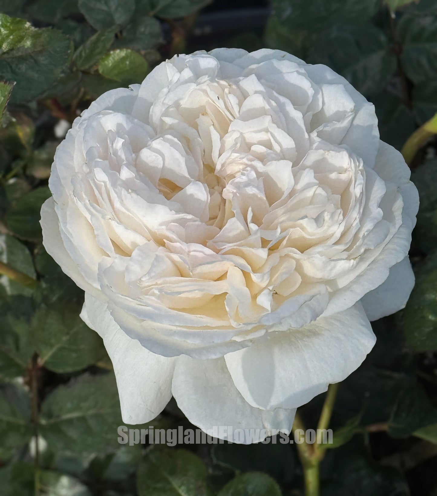 #SPC219,New! 2022.YueLongSha 月笼沙,Shrub Rose, Non-Grafted/Own Root.