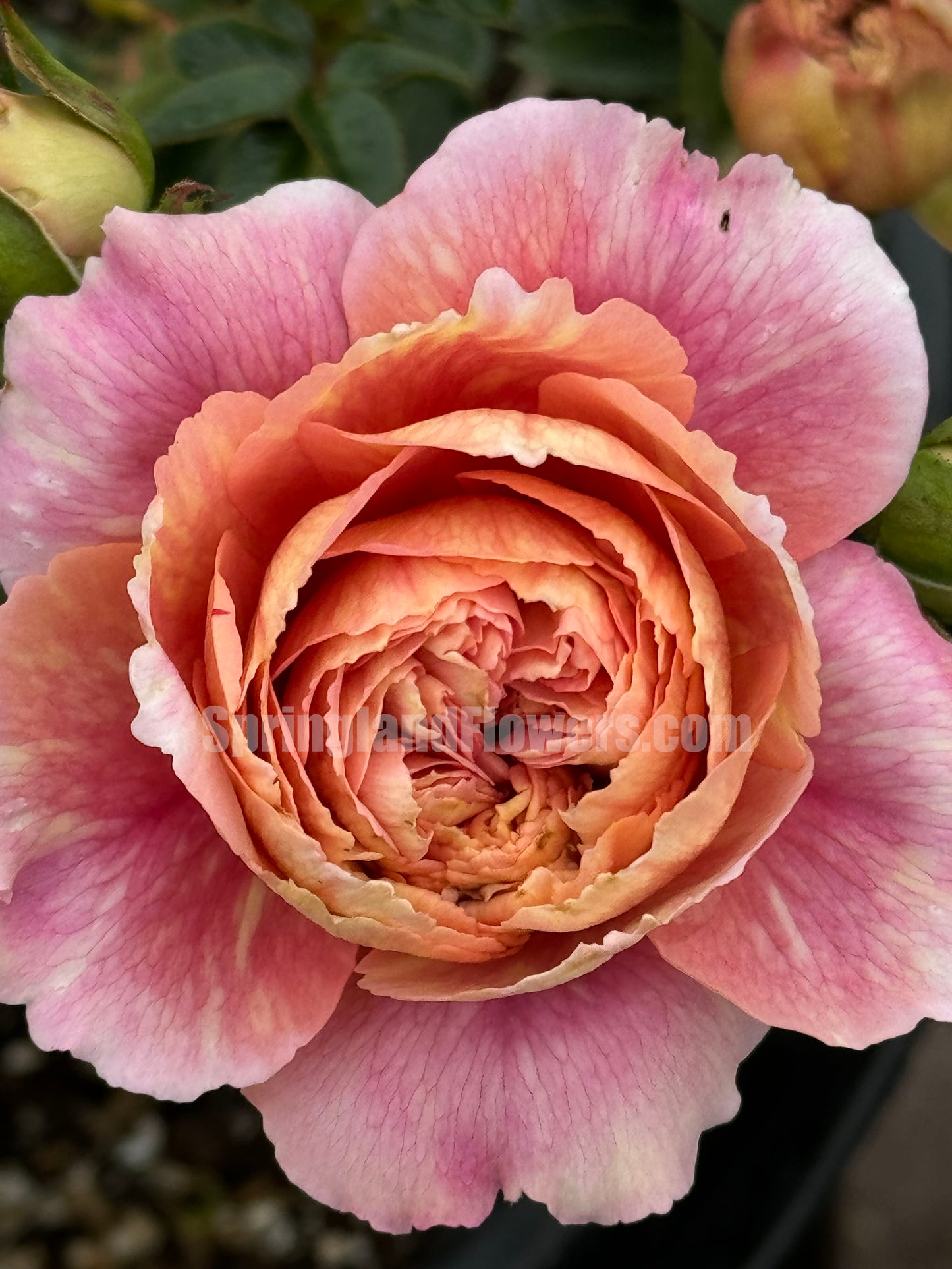#SPJ094 ,Sunset Blush 羞颜, Japanese Florist Shrub Rose,Non-Grafted/Own Root.