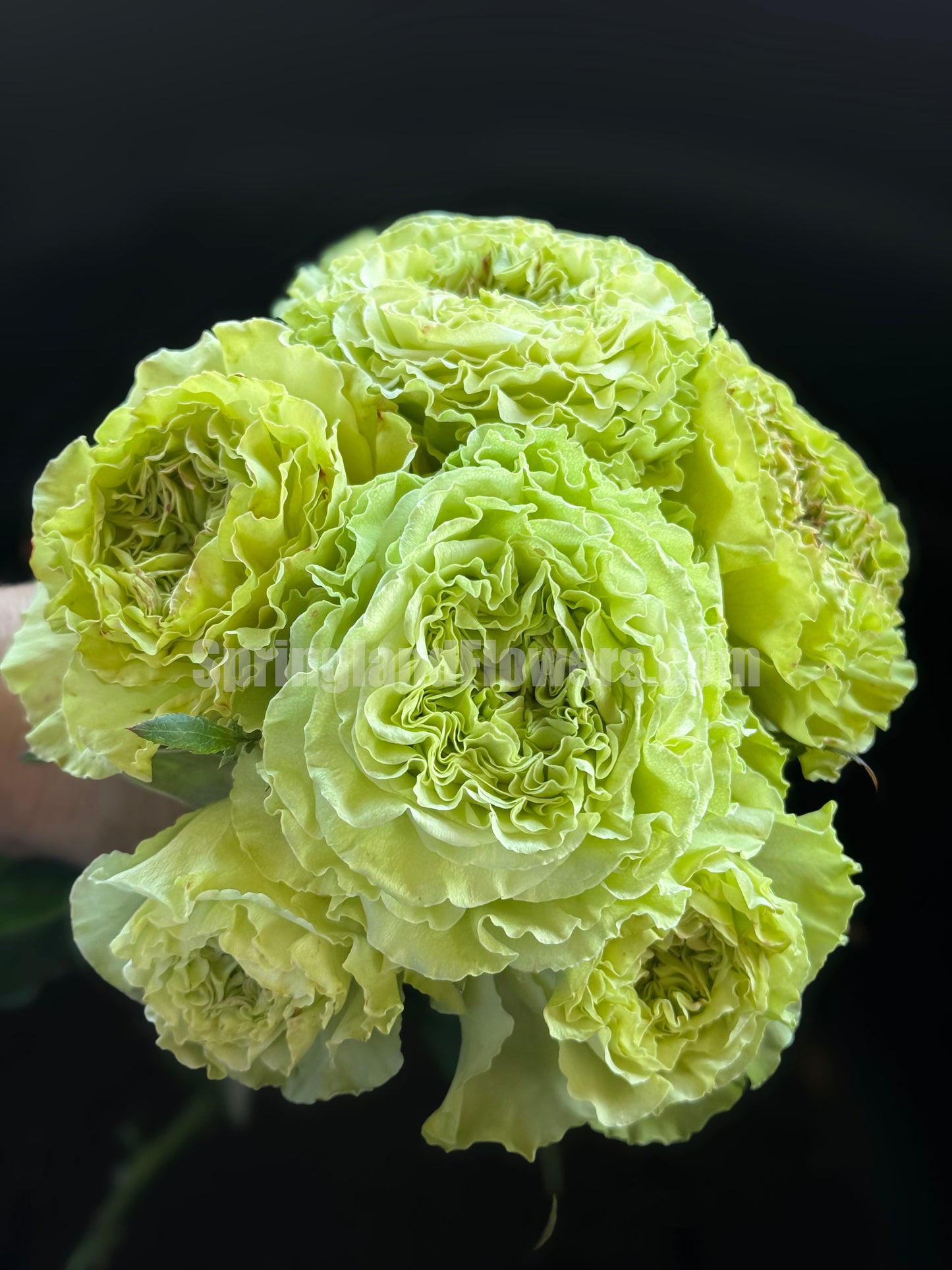 Super Green 超级绿/绿舞裙,Shrub Rose, Long Flowering Period,Non-Grafted/Own Root.