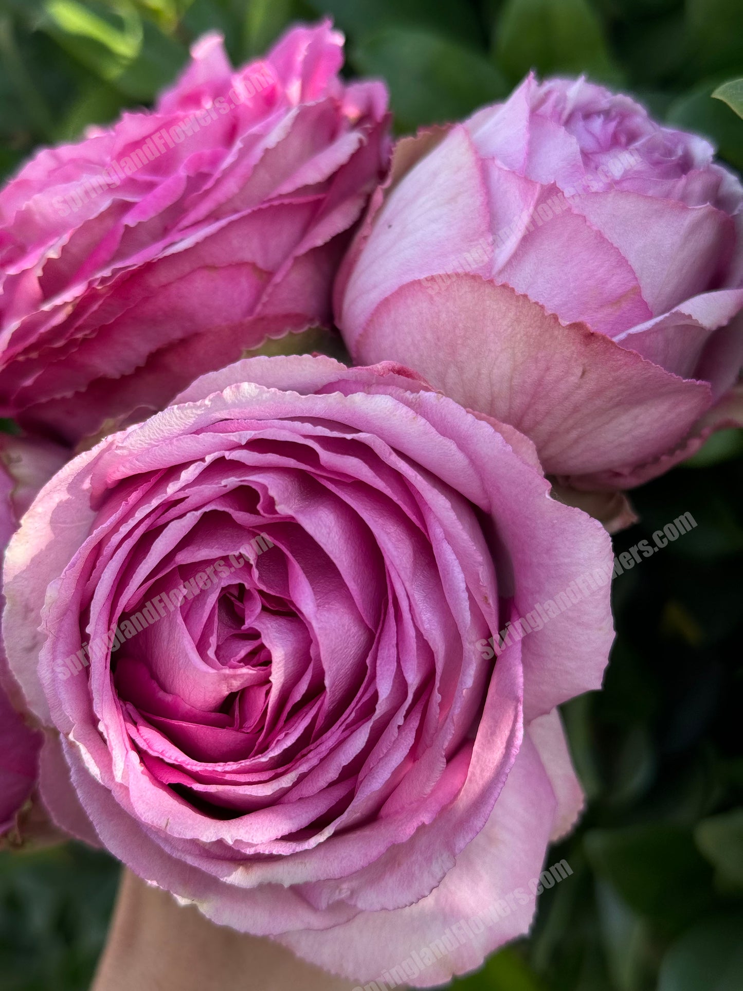 #SPN088,Extremely Similar to Lavender Lace 薰衣草蕾丝, Florist Shrub Rose, Non-Grafted/Own Root.