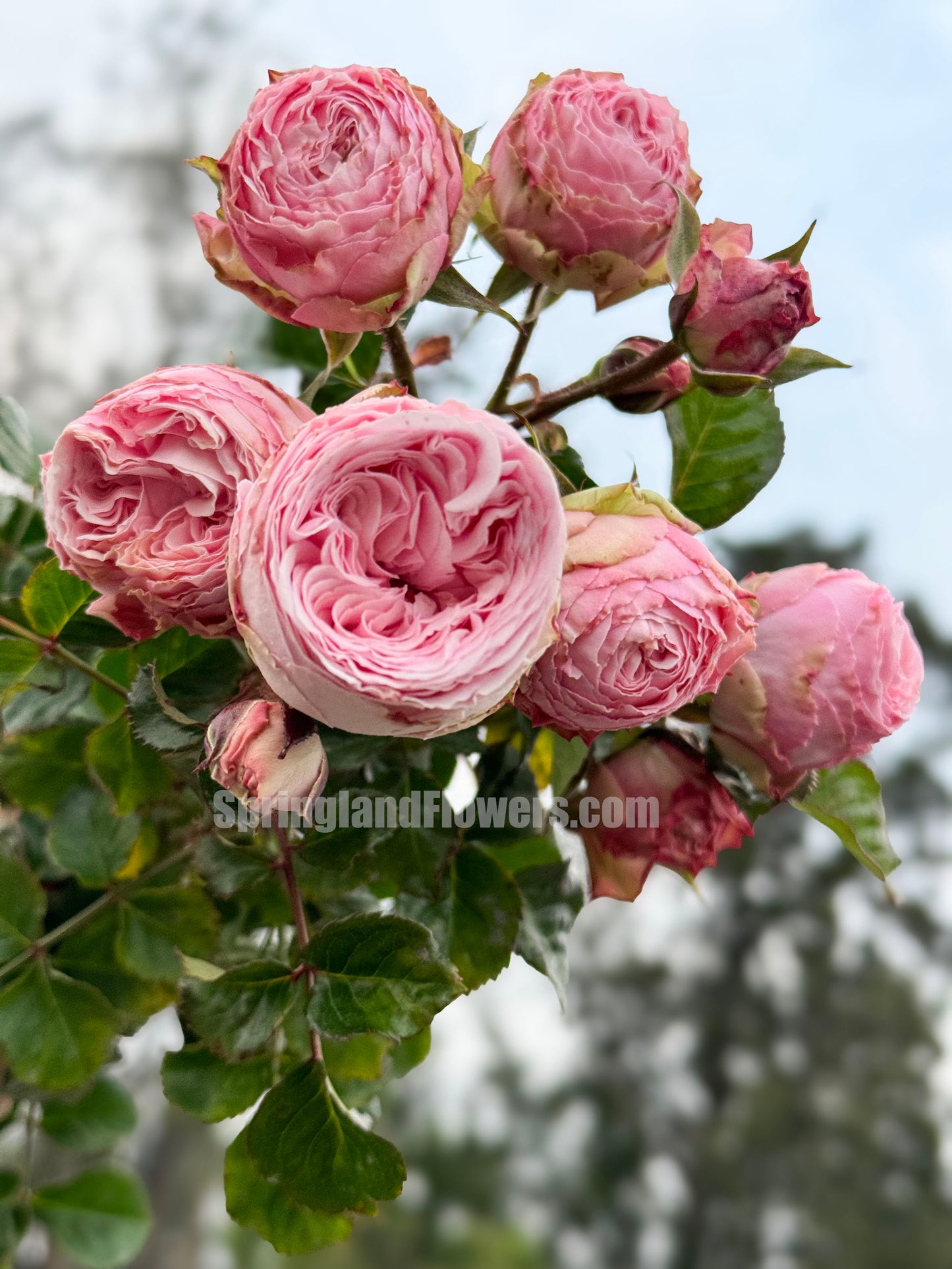 M-Pink Moon 粉月亮,Japases Floribunda Rose, Florists Rose. Thornless, Heat-tolerant, disease-resistant, Non-Grafted/Own Root.