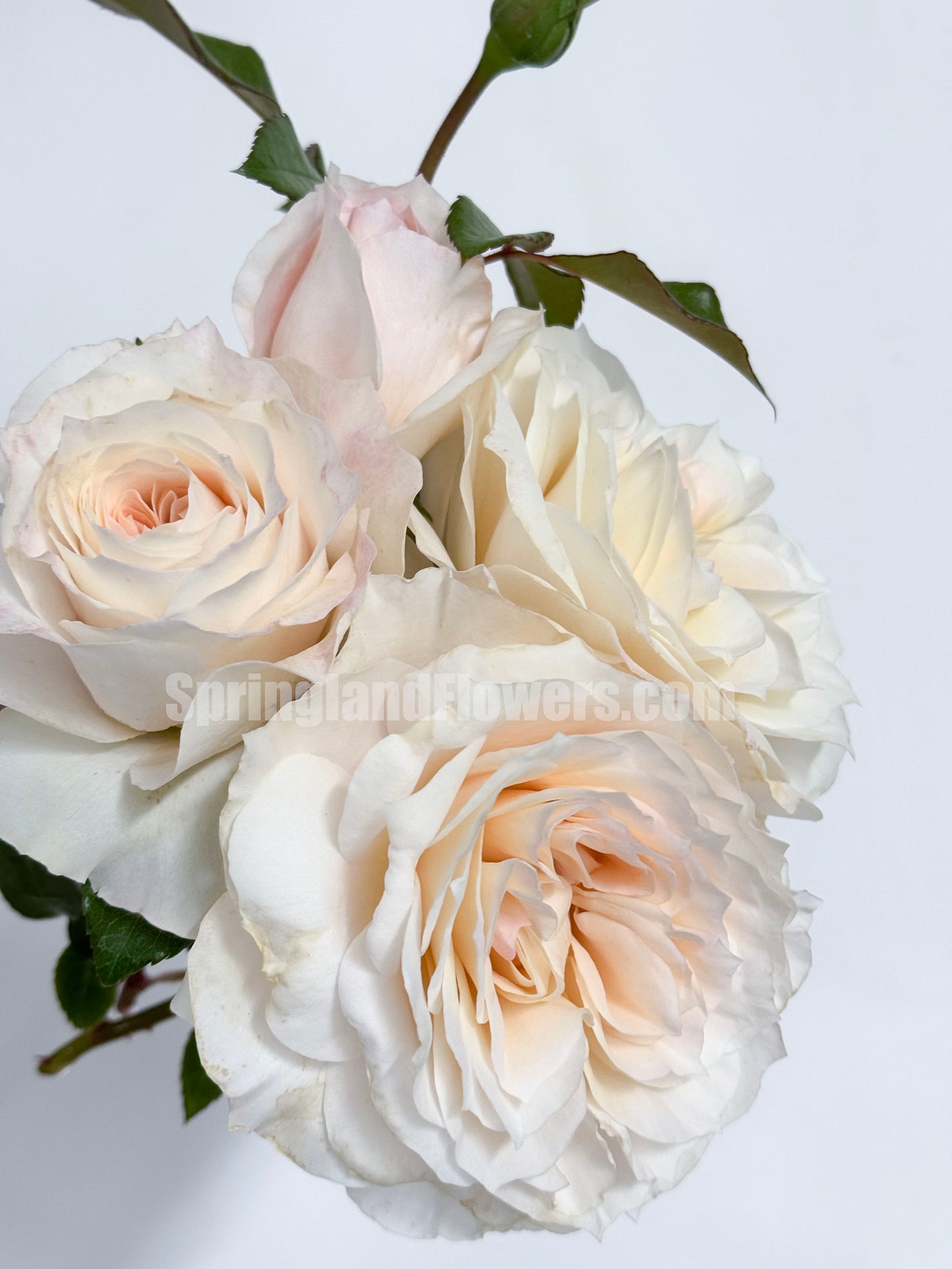 Royal Diva/Opera Queen 皇家迪瓦/歌剧皇后,Shrub Rose, Non-Grafted/Own Root.