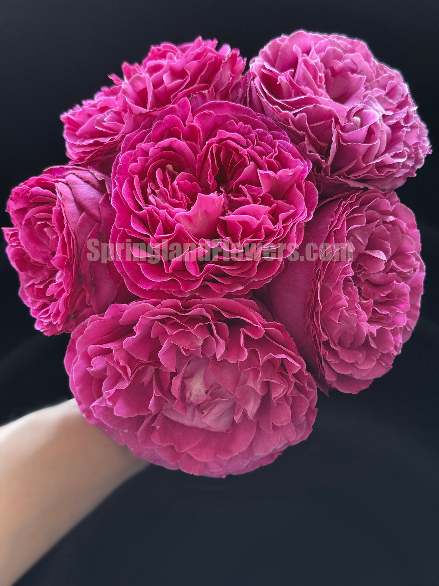 #SPJ104, Yves Jardin Parfumé 伊芙芳香花园,Japanese Shrub Rose, Robust Old Rose Fragrance, Non-Grafted/Own Root.
