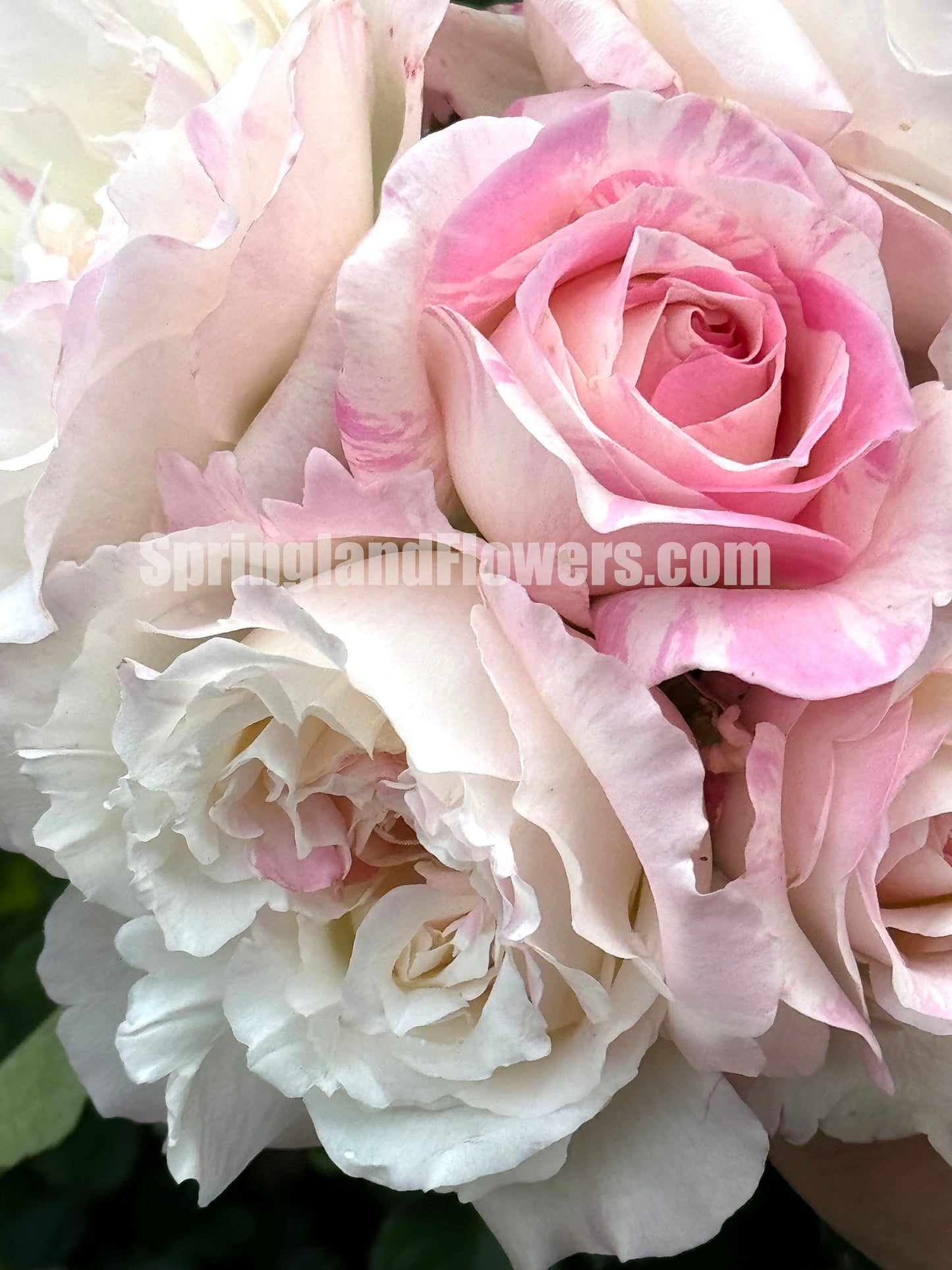 Mille Feuille 法式千层酥 ミルフィーユ ,Japanese Shrub Rose , Repeat Blooming,Non-Grafted/Own Root.
