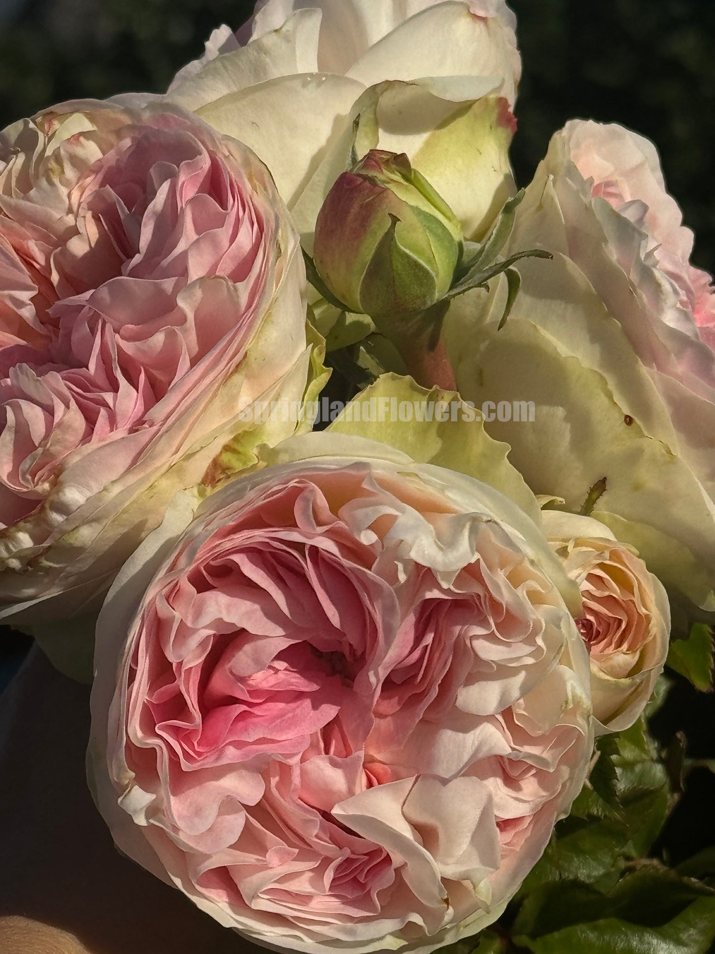 #SPN040,extremely similar to Lorena Summerhouse 蕾娜山庄, Florist Shrub Rose, Heat-tolerant, disease-resistant, Non-Grafted/Own Root.