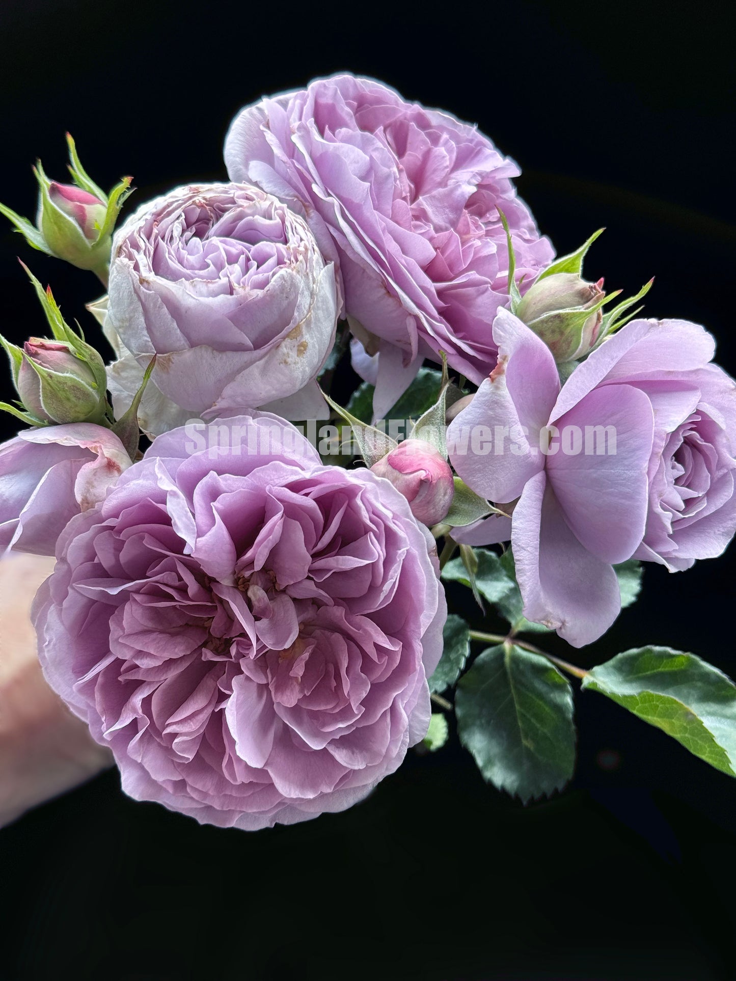 #SPJ132,NEW ! 2023. Rêverie 河本梦想, Japanese Floribunda Rose, Non-Grafted/Own Root.