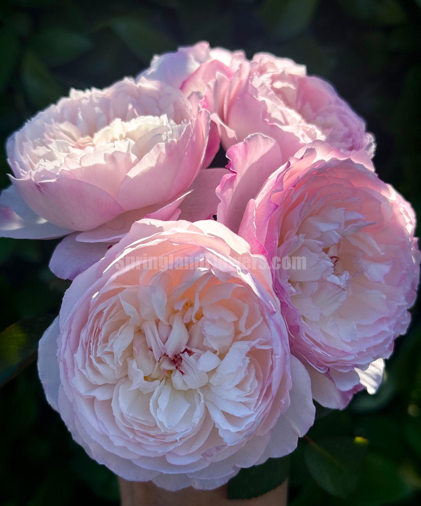 #SPJ095,Savon 肥皂,Japanese Shub Rose, Non-Grafted/Own Root.