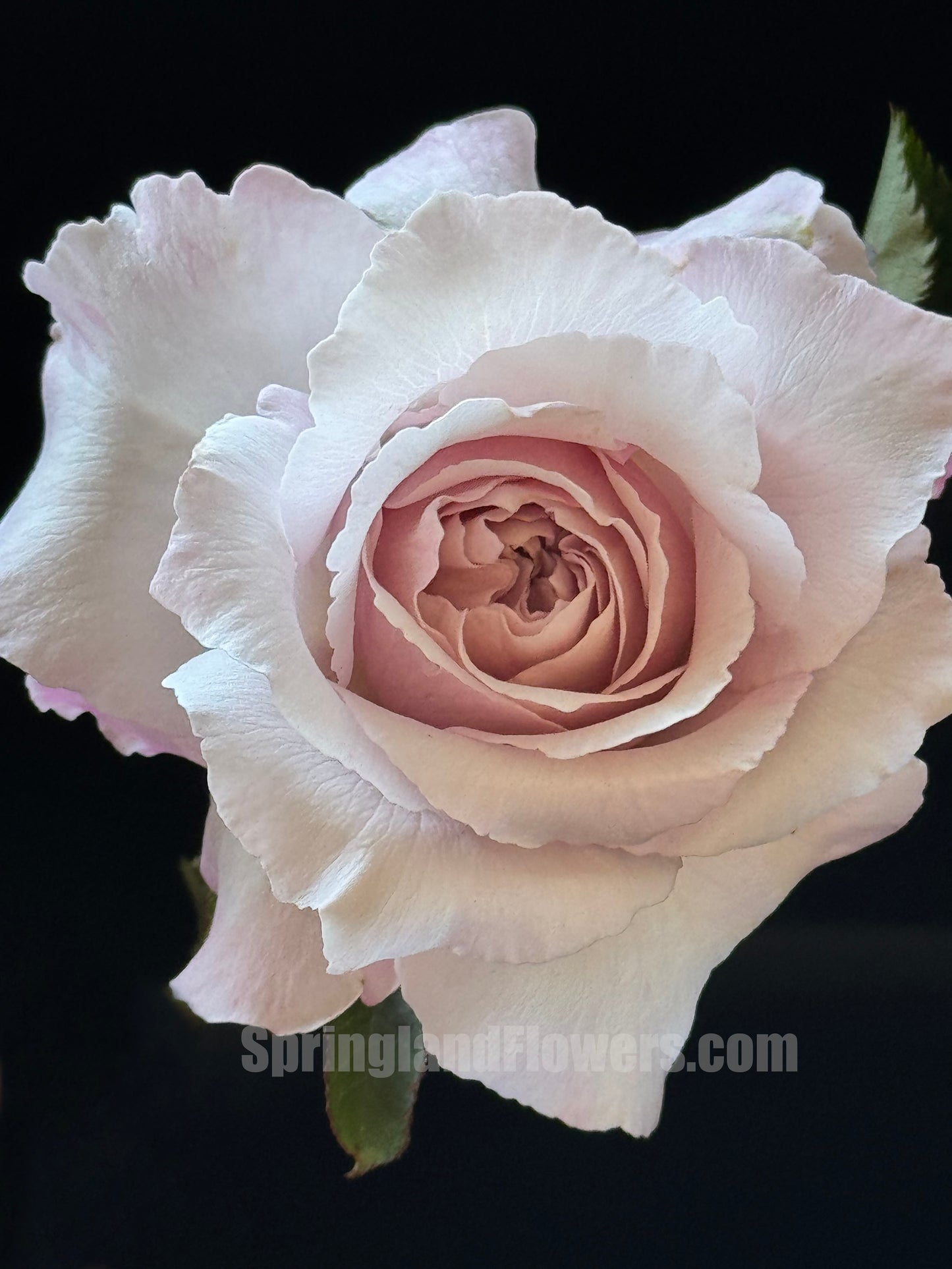 #SPJ101,Saphiret 莎菲天使 , Japanese Shrub Rose,Non-Grafted/Own Root.
