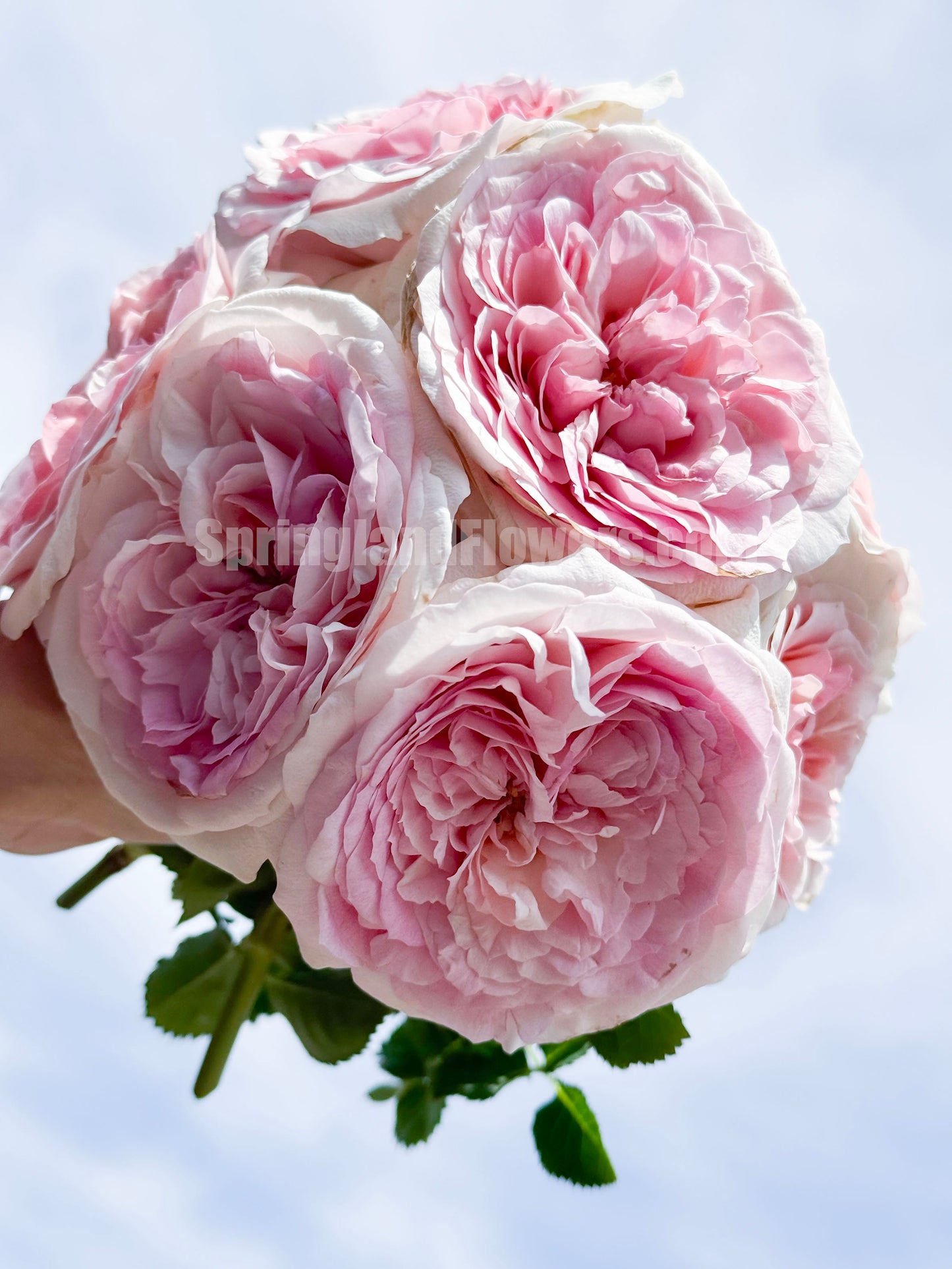 #SPN042,J'adore 真我, Floribunda, Florists Rose. Heat-tolerant, disease-resistant, Non-Grafted/Own Root.