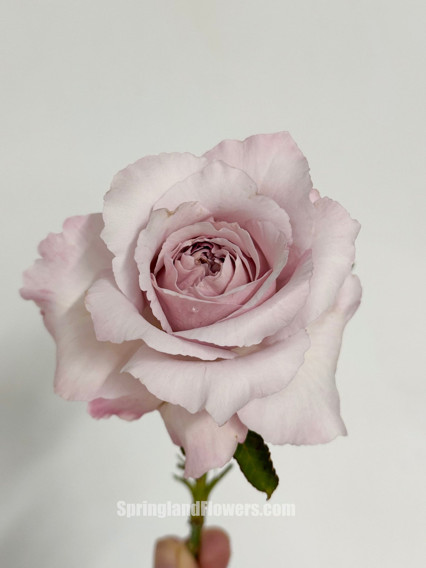 #SPJ101,Saphiret 莎菲天使 , Japanese Shrub Rose,Non-Grafted/Own Root.