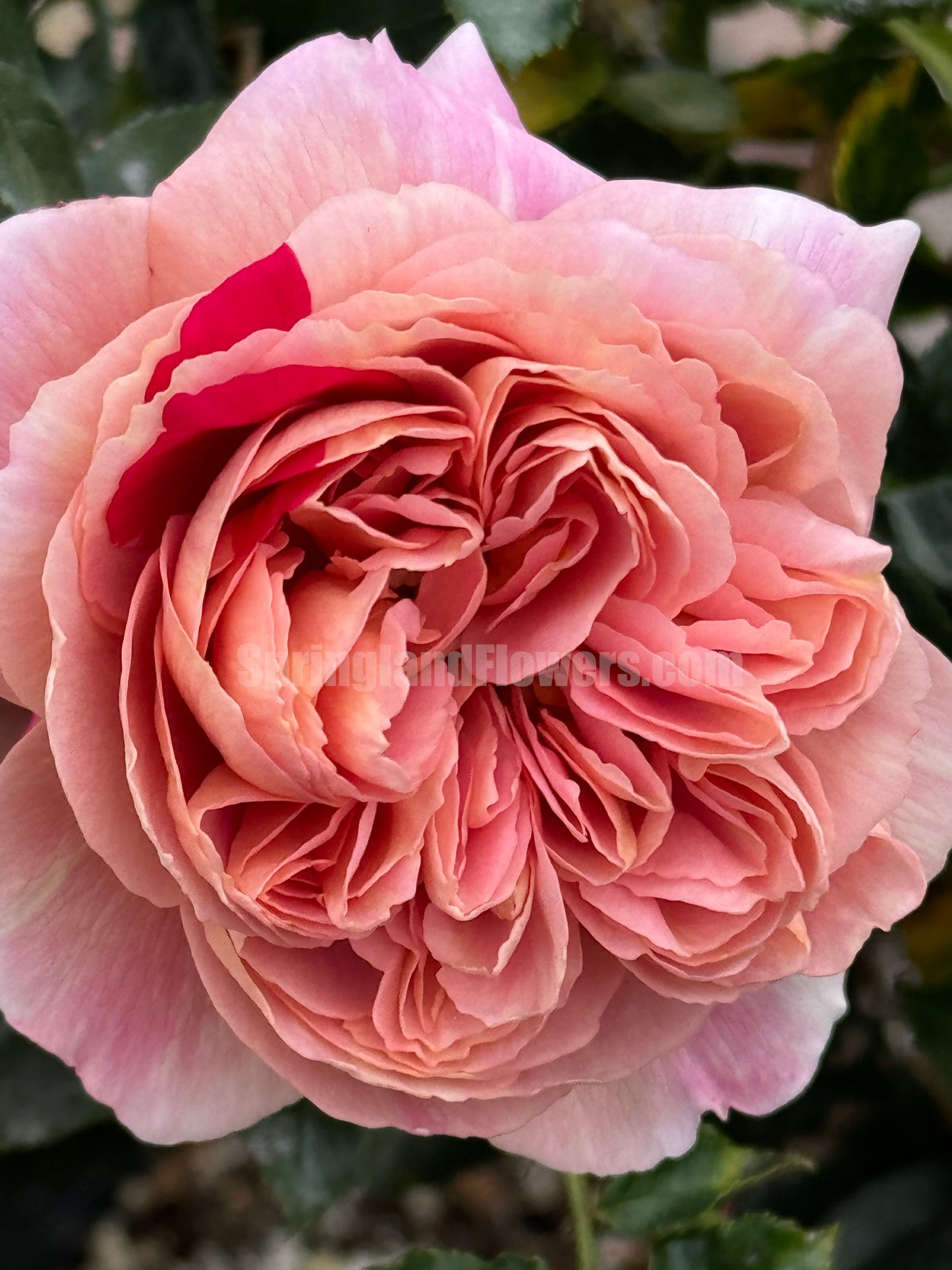 #SPJ094 ,Sunset Blush 羞颜, Japanese Florist Shrub Rose,Non-Grafted/Own Root.
