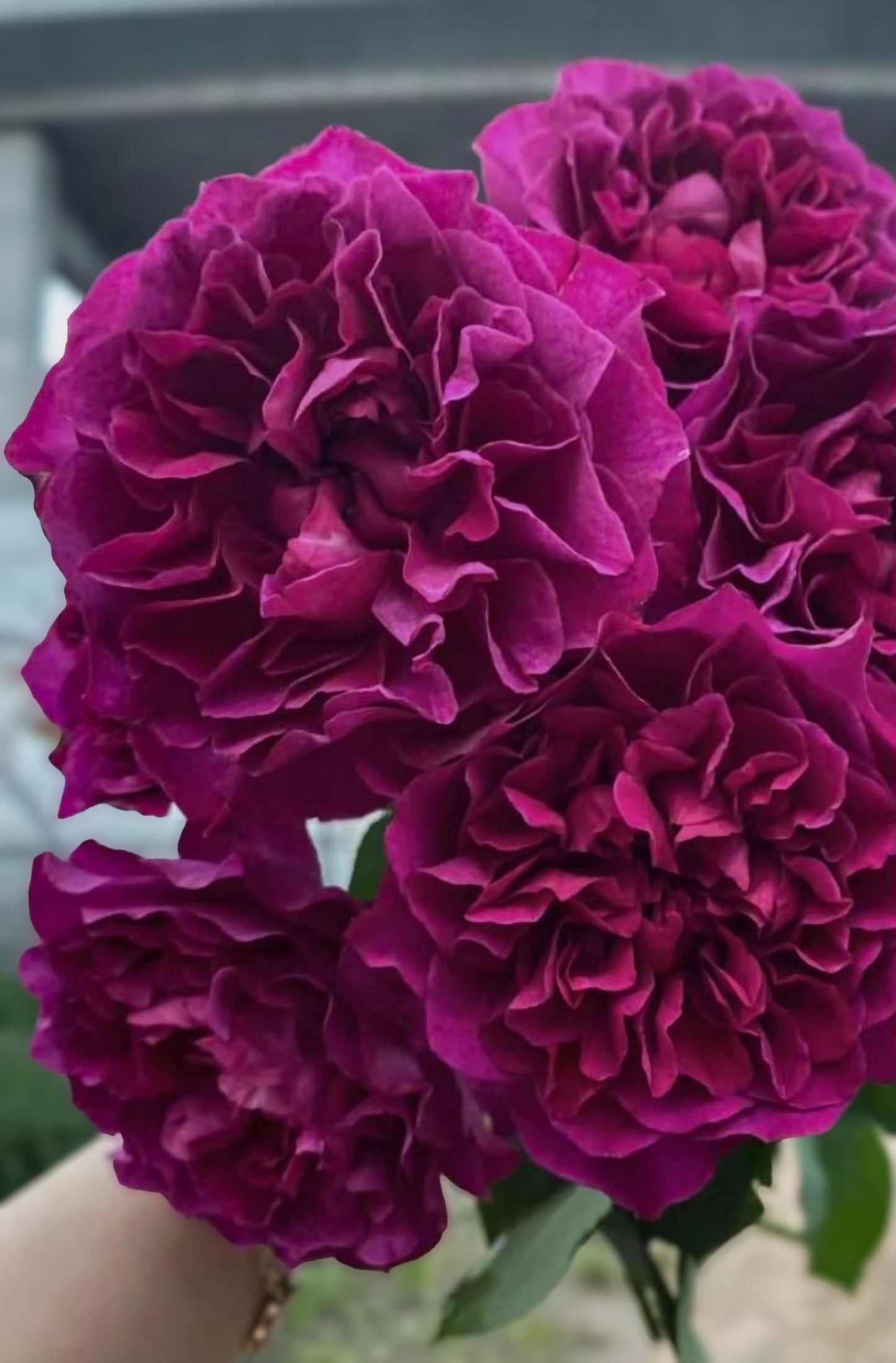 #SPJ148,Velvety Twilight 暮光之城,Japanese Floribunda Rose, Non-Grafted/Own Root.