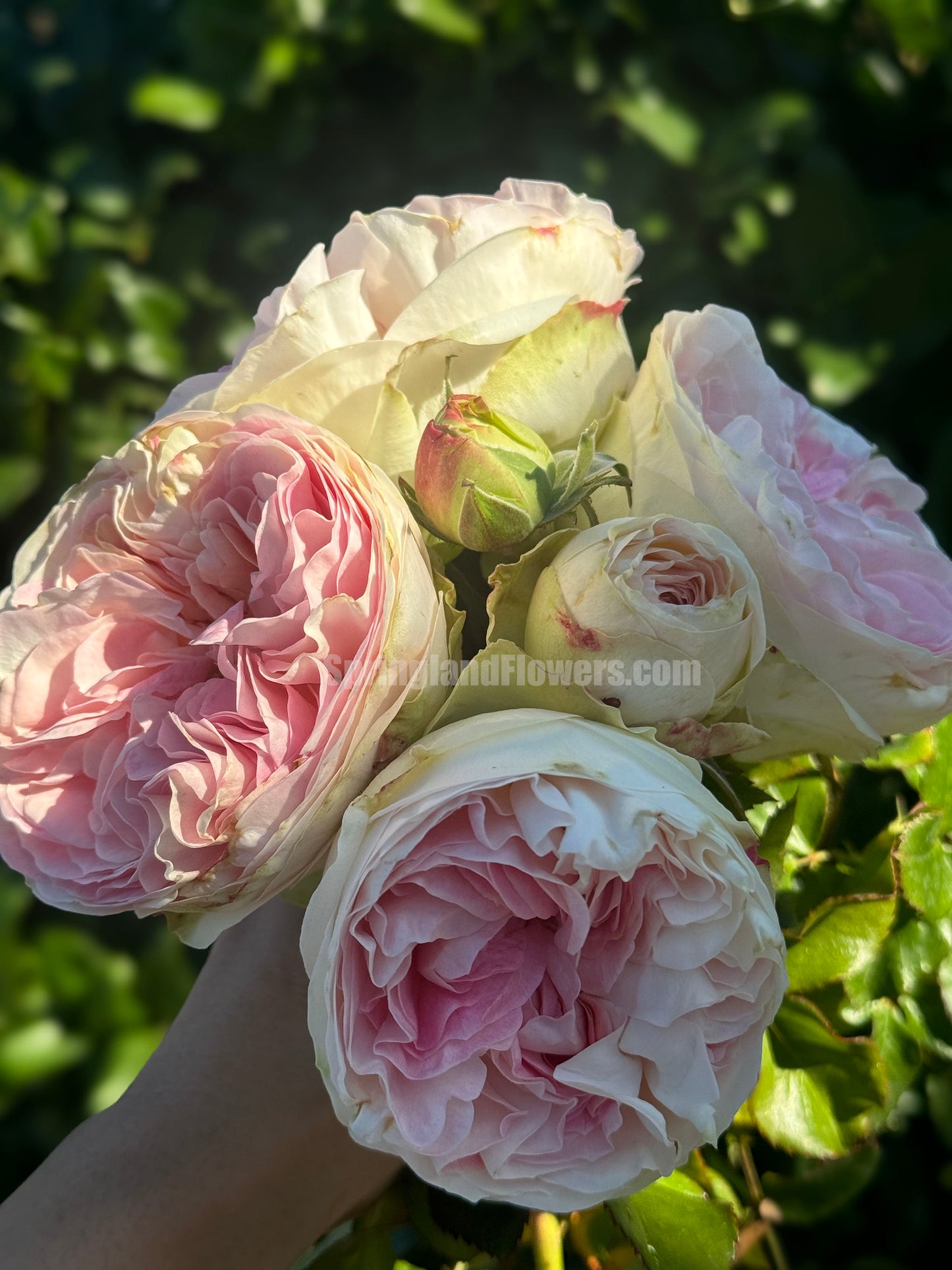 #SPN040,extremely similar to Lorena Summerhouse 蕾娜山庄, Florist Shrub Rose, Heat-tolerant, disease-resistant, Non-Grafted/Own Root.