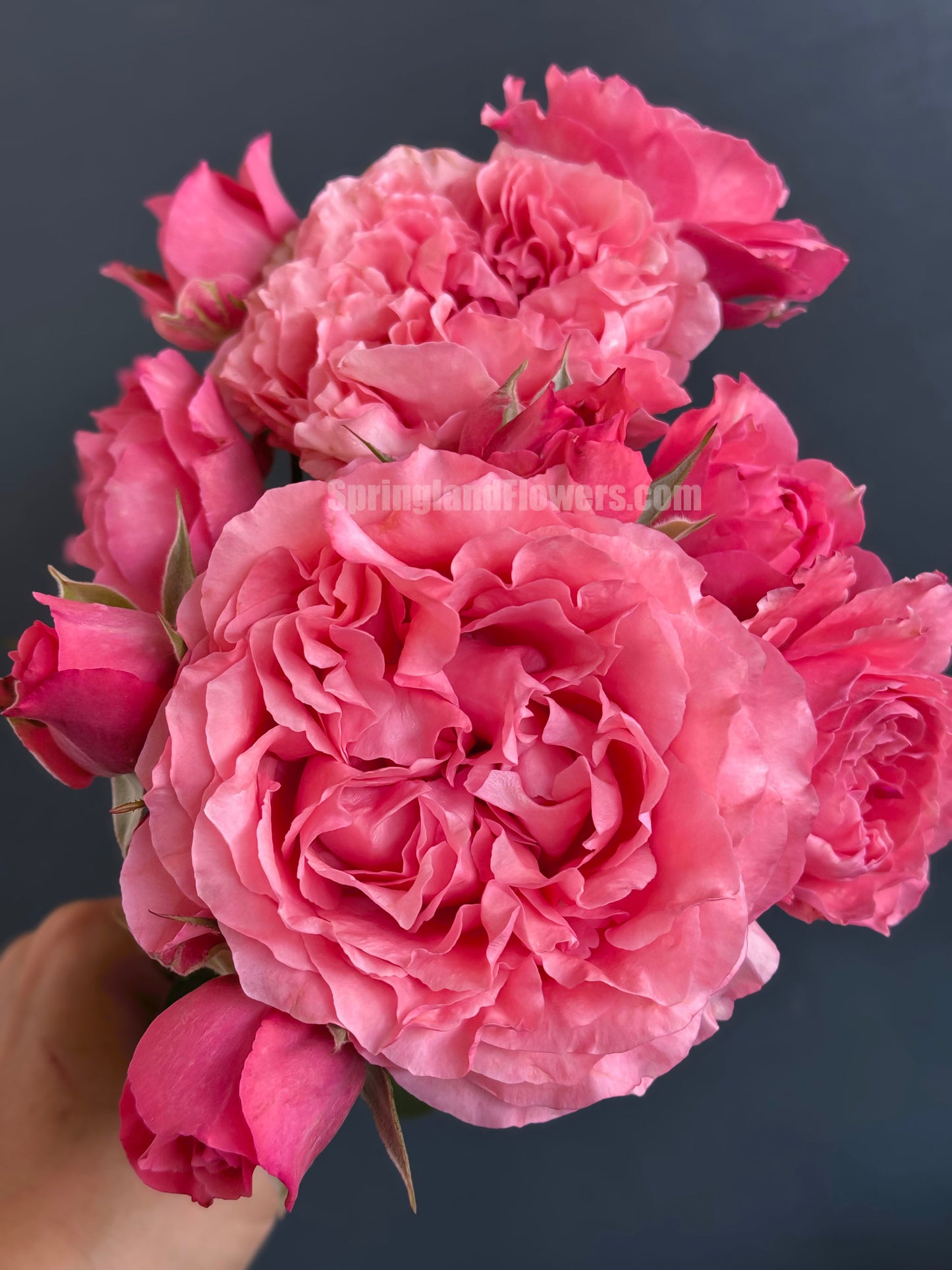 #SPJ049, Corail gelee 珊瑚果冻,Japanese Shrub Rose, Non-Grafted/Own Root.