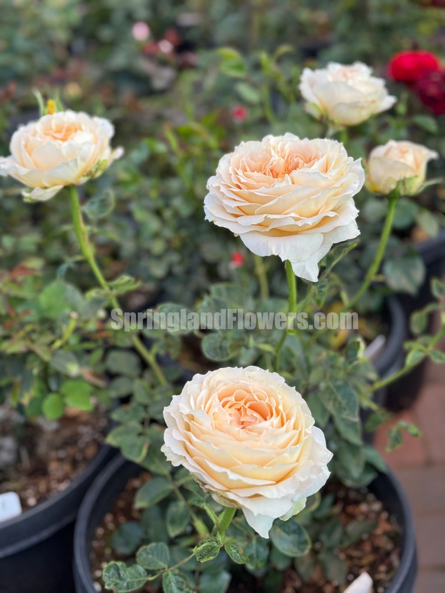#SPG017 ,extremely similar to Caramel Antike 焦糖古董, German Florist Shrub Rose, Non-Grafted/Own Root.
