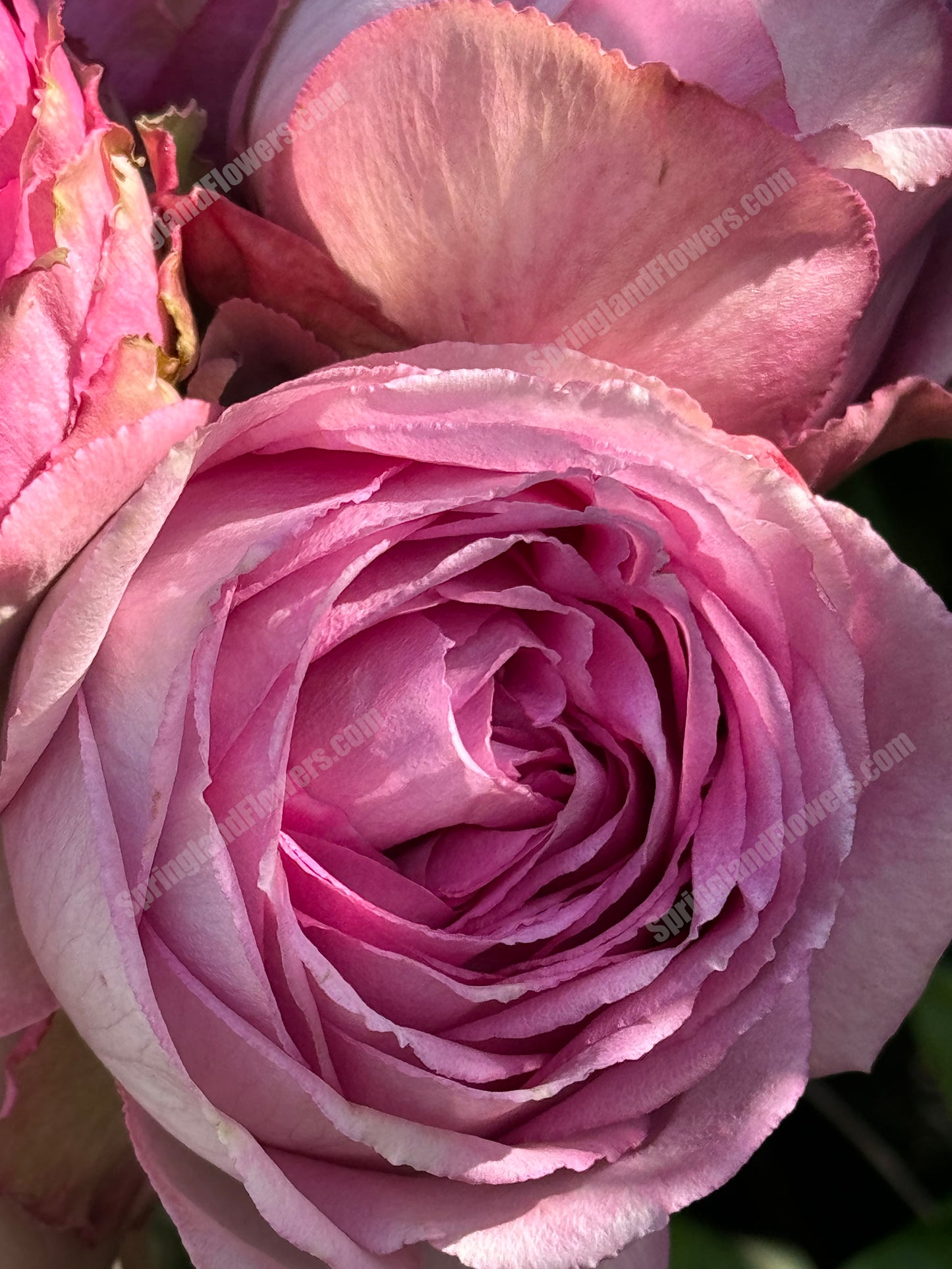 #SPN088,Extremely Similar to Lavender Lace 薰衣草蕾丝, Florist Shrub Rose, Non-Grafted/Own Root.