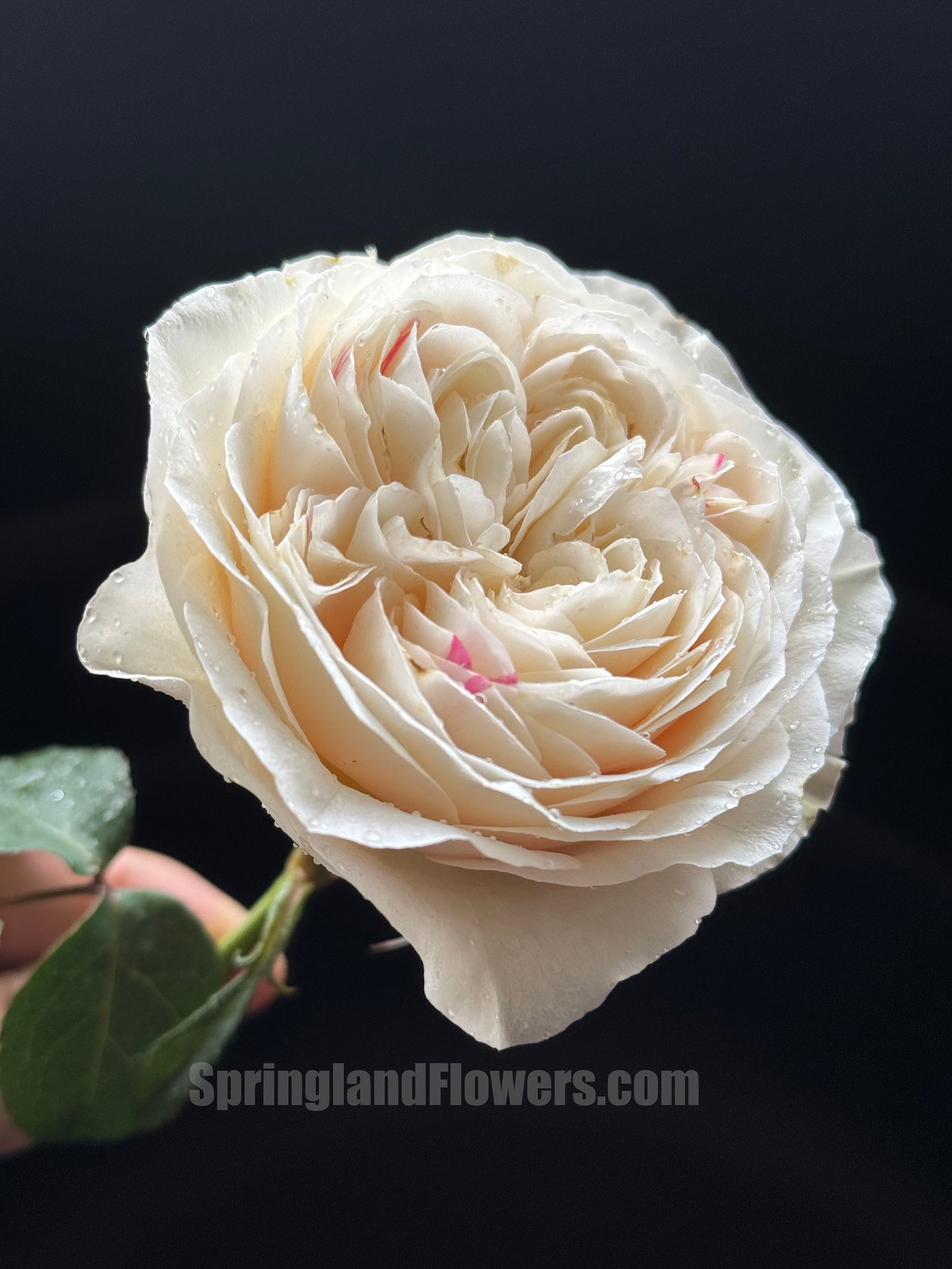 #SPJ165,Shiratama 白玉,Japanese Floribunda Rose.