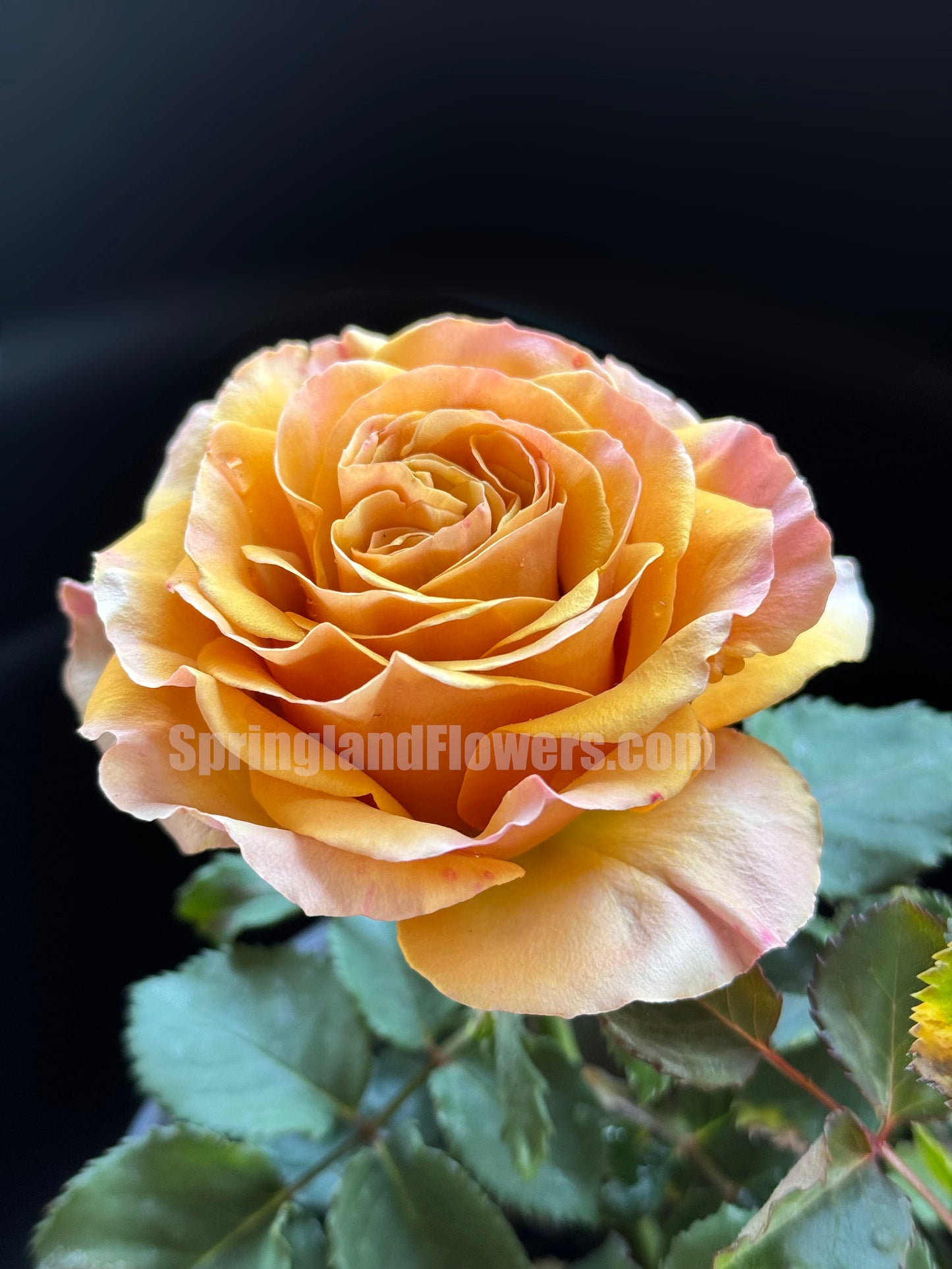 #SPJ185,Pine Dream 松之梦 ,Japanese Shrub Rose, Non-Grafted/Own Root.