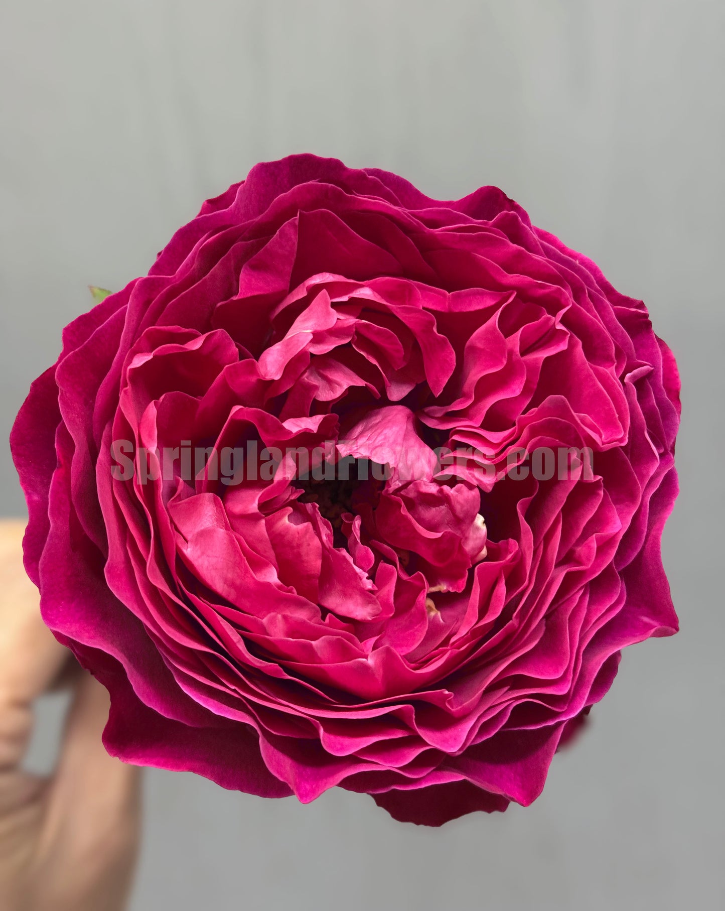 #SPJ104, Yves Jardin Parfumé 伊芙芳香花园,Japanese Shrub Rose, Robust Old Rose Fragrance, Non-Grafted/Own Root.