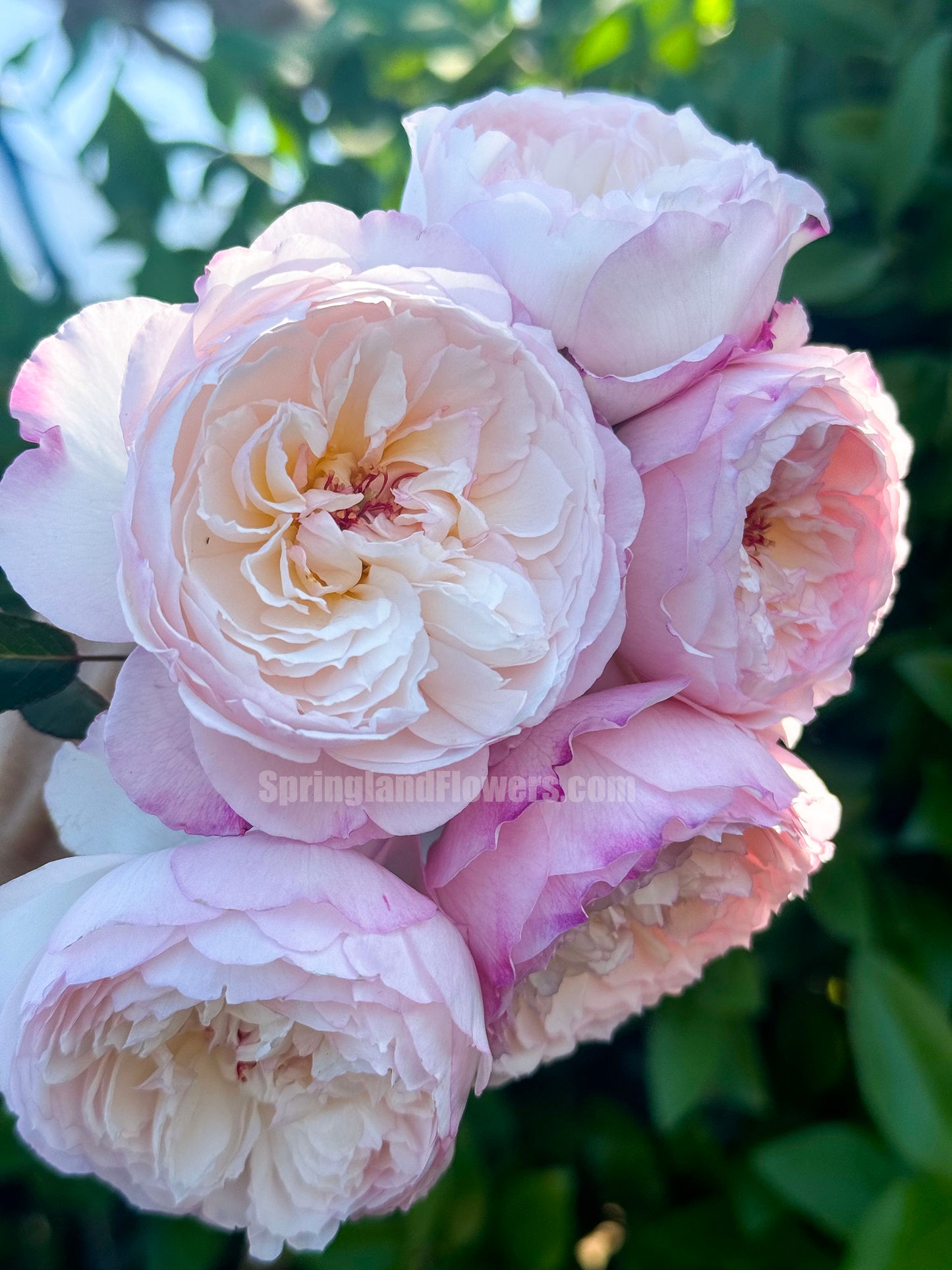 #SPJ095,Savon 肥皂,Japanese Shub Rose, Non-Grafted/Own Root.
