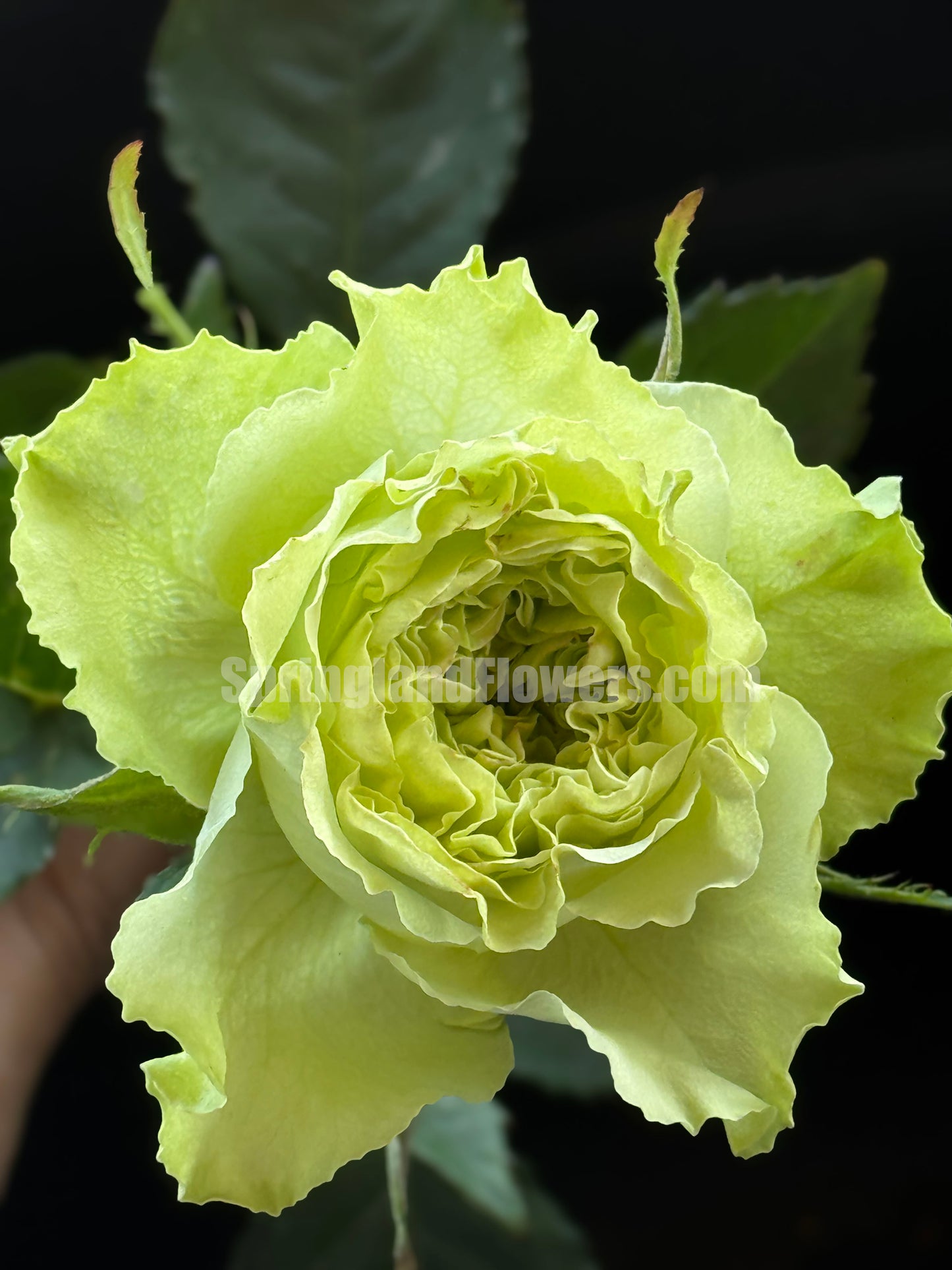 Super Green 超级绿/绿舞裙,Shrub Rose, Long Flowering Period,Non-Grafted/Own Root.